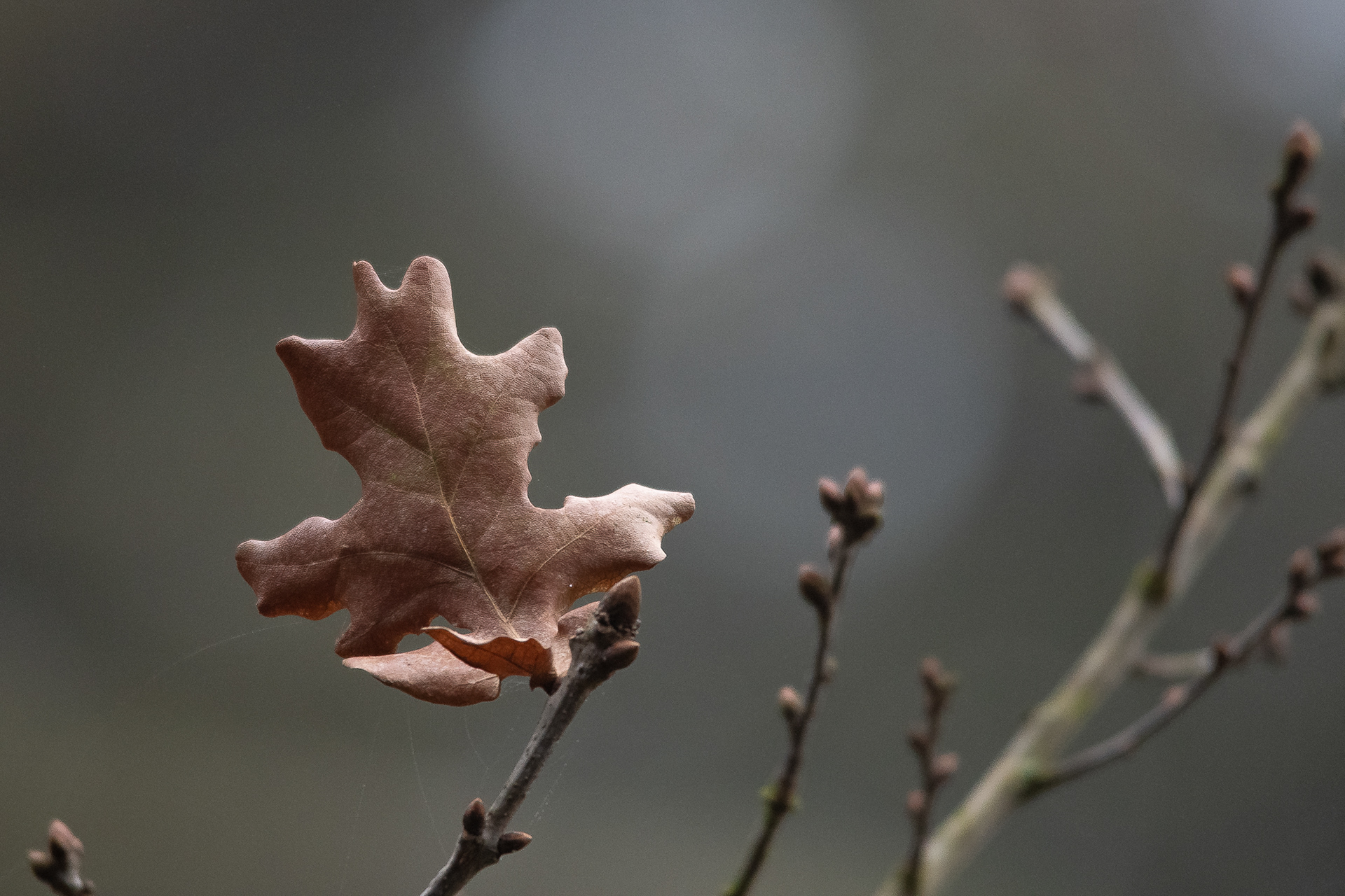 9/365 Leaf. Took a little stroll in the woods and happened upon this softly lit leaf with the light coming through behind it.