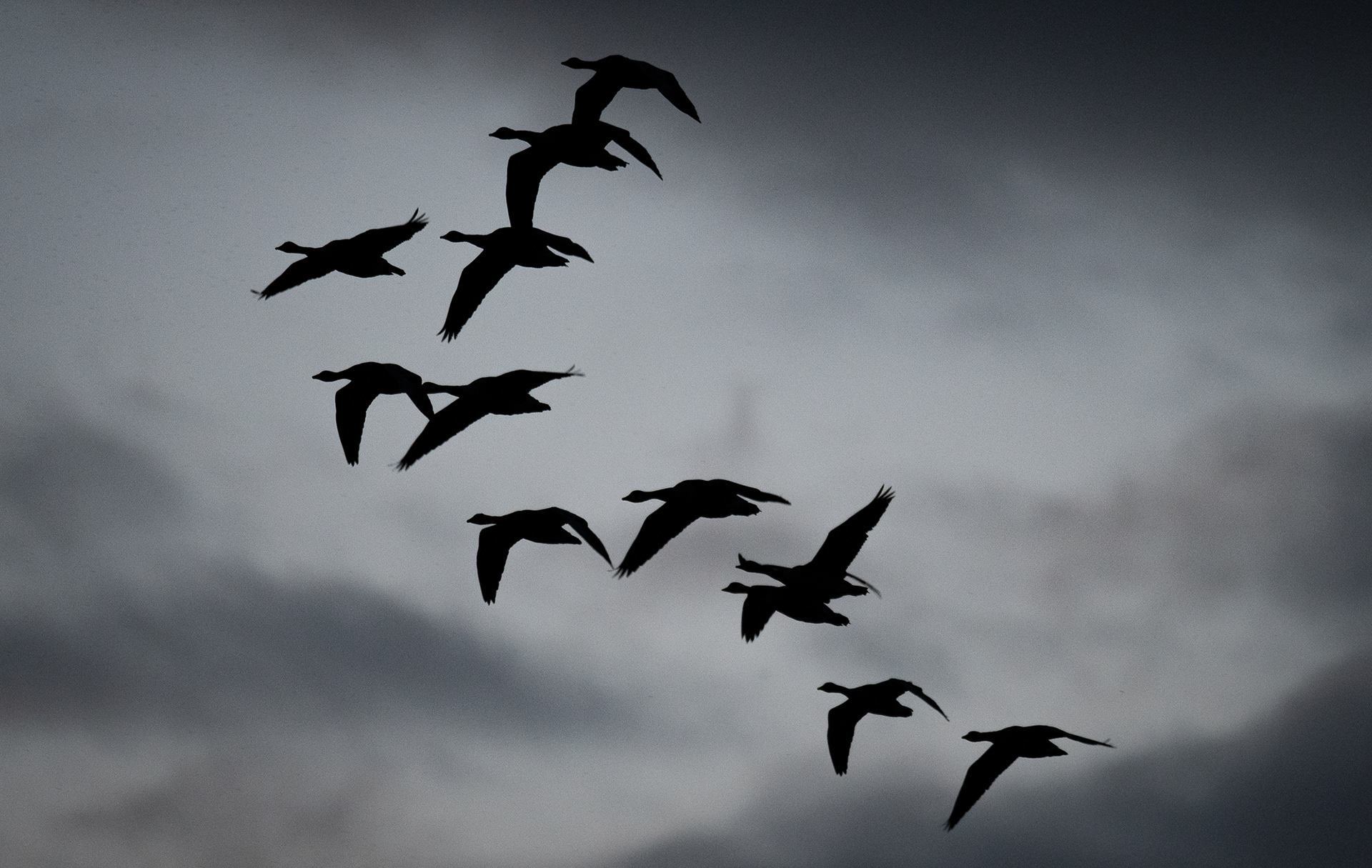 218/365 Geese.