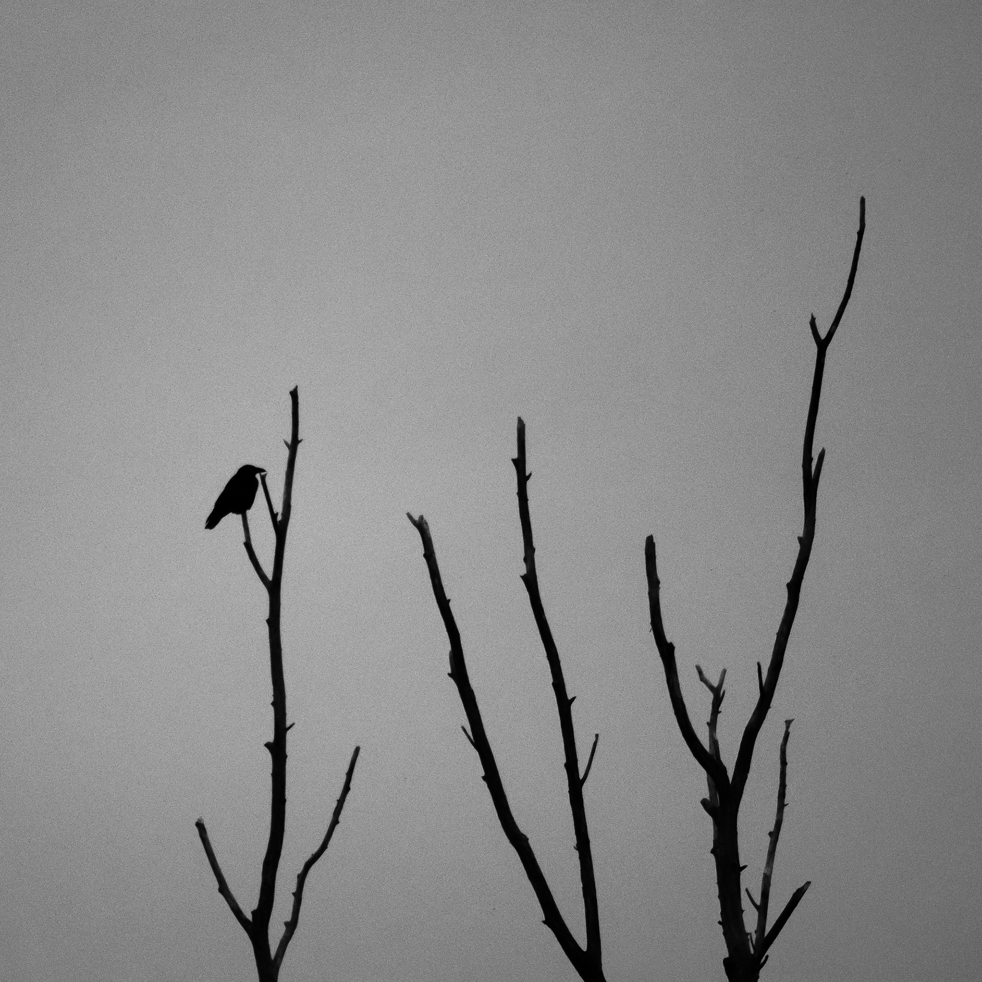 180/365 Late night crow.