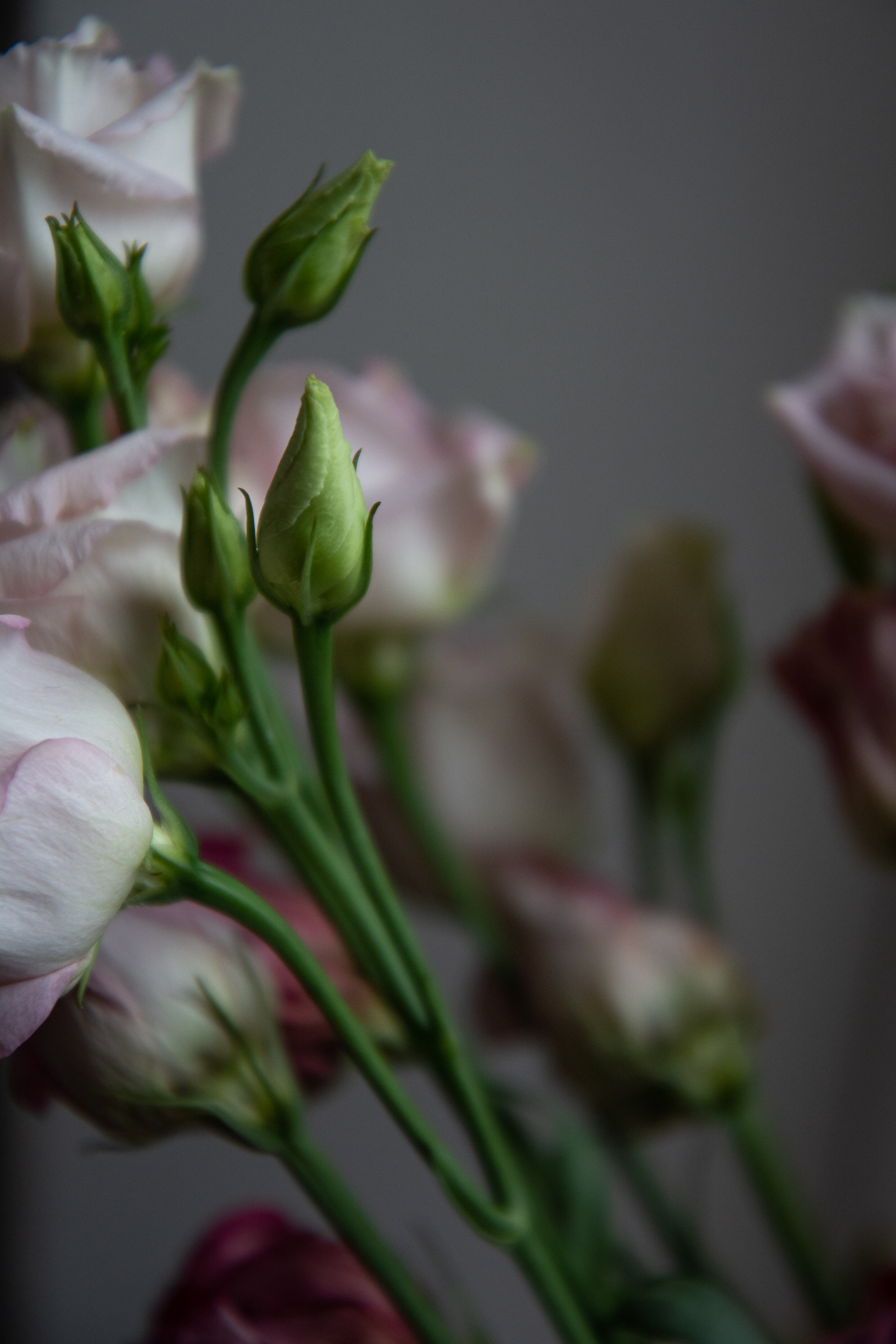 85/365 Buds. Another day at home.