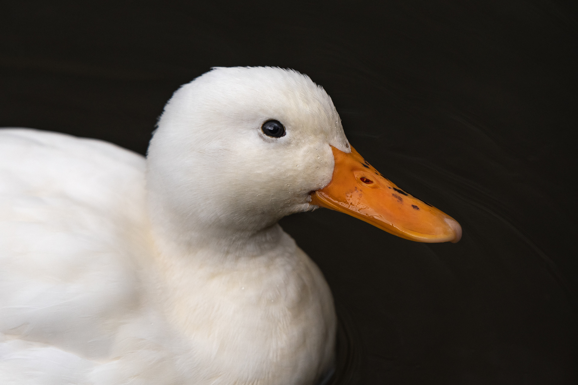 49/365 White duck