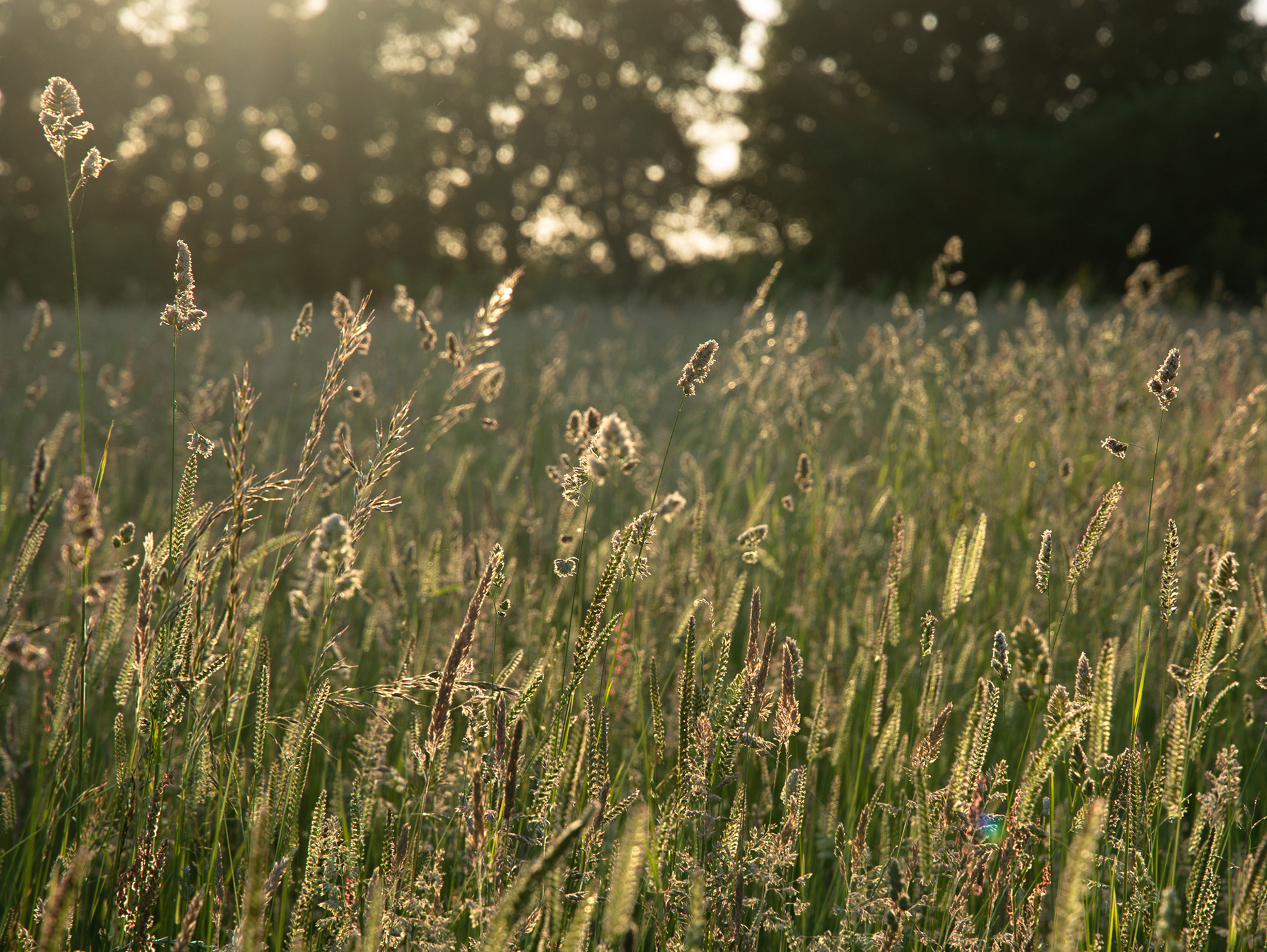 167/365 Summer's evening...