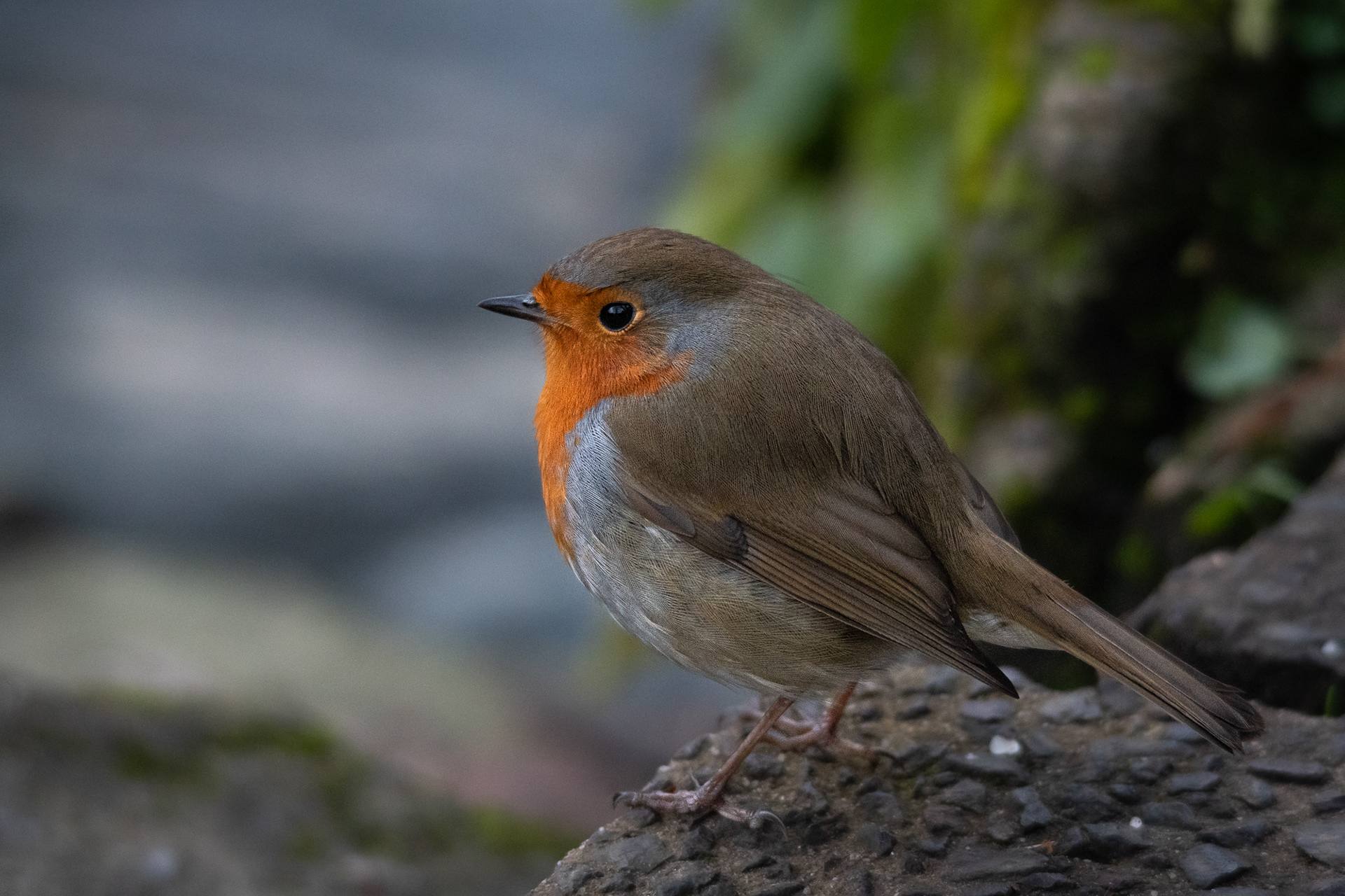 8/365 Robin. Nipped out for a bit in the middle of a long day in the lab to grab a quick pic before it got too dark. Really been a lot of fun having the 150-500, bring subjects to you :-)