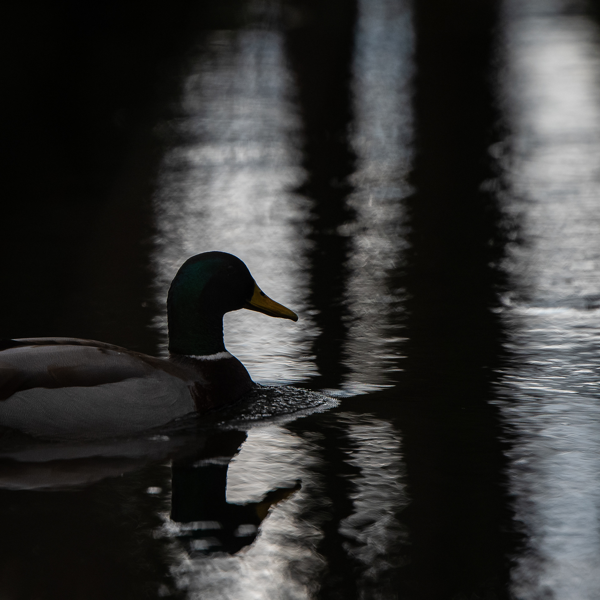 41/365 Duck - there is a lovely tranquil bit of river I had not found before and really enjoyed exploring there.