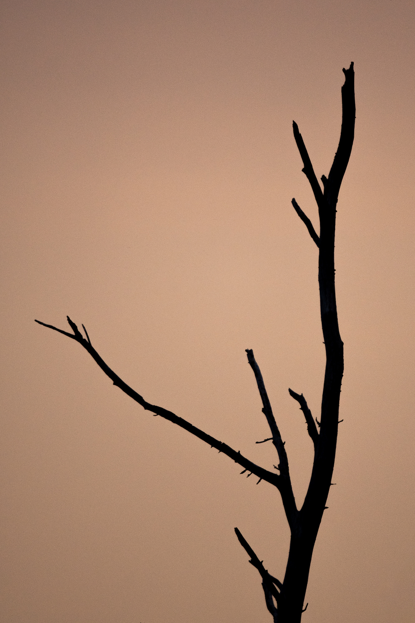 167/365 Empty tree at sunset.