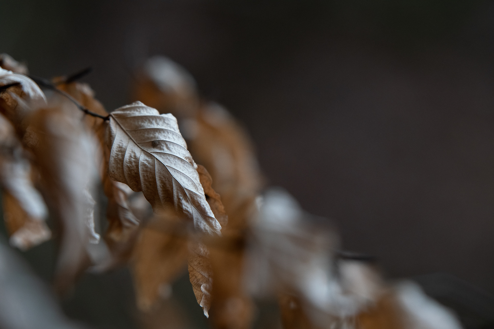 52/365 Dead leaf in the woods