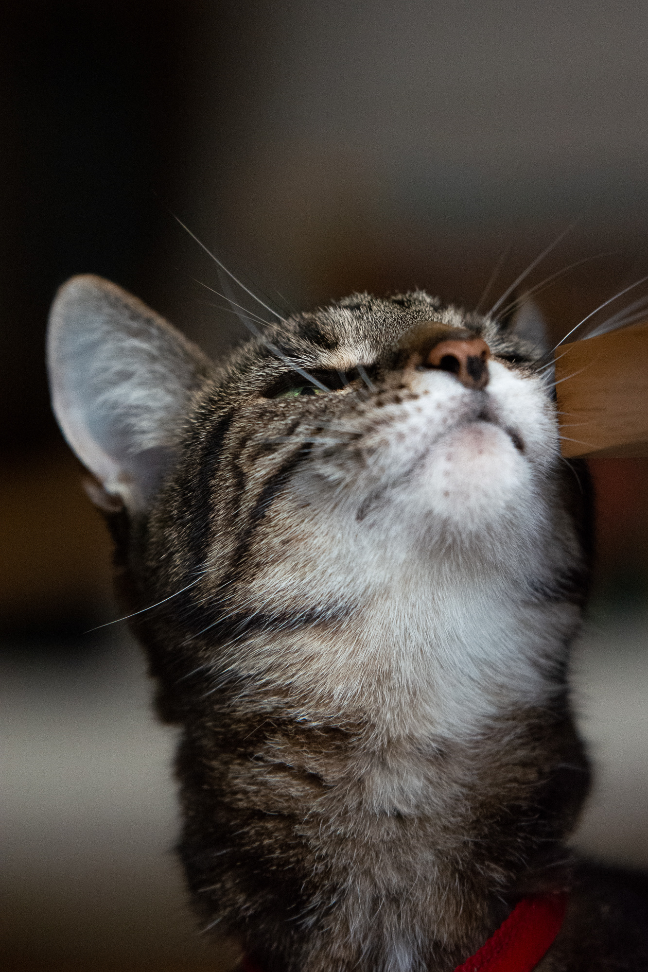 243/365 Happy cat.