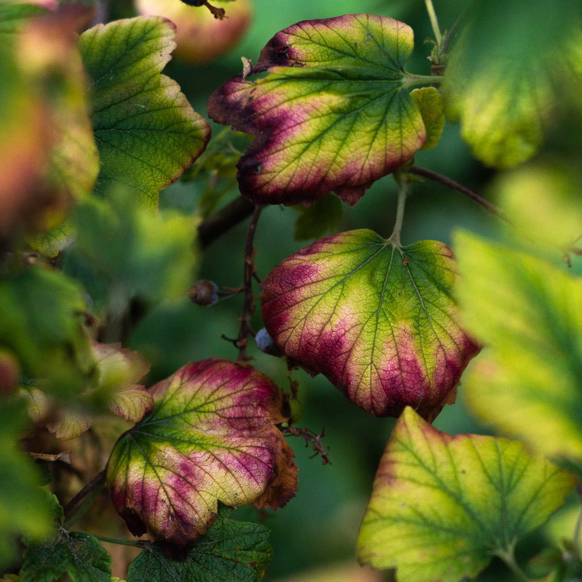 255/365 Leaves.