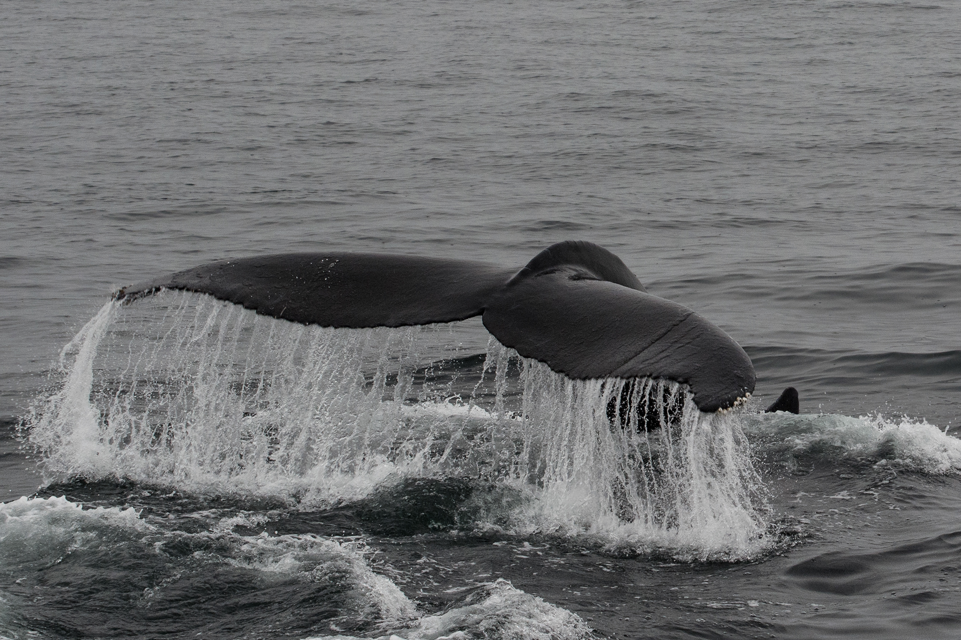 Lucky to see whales off Long Island. Mega.