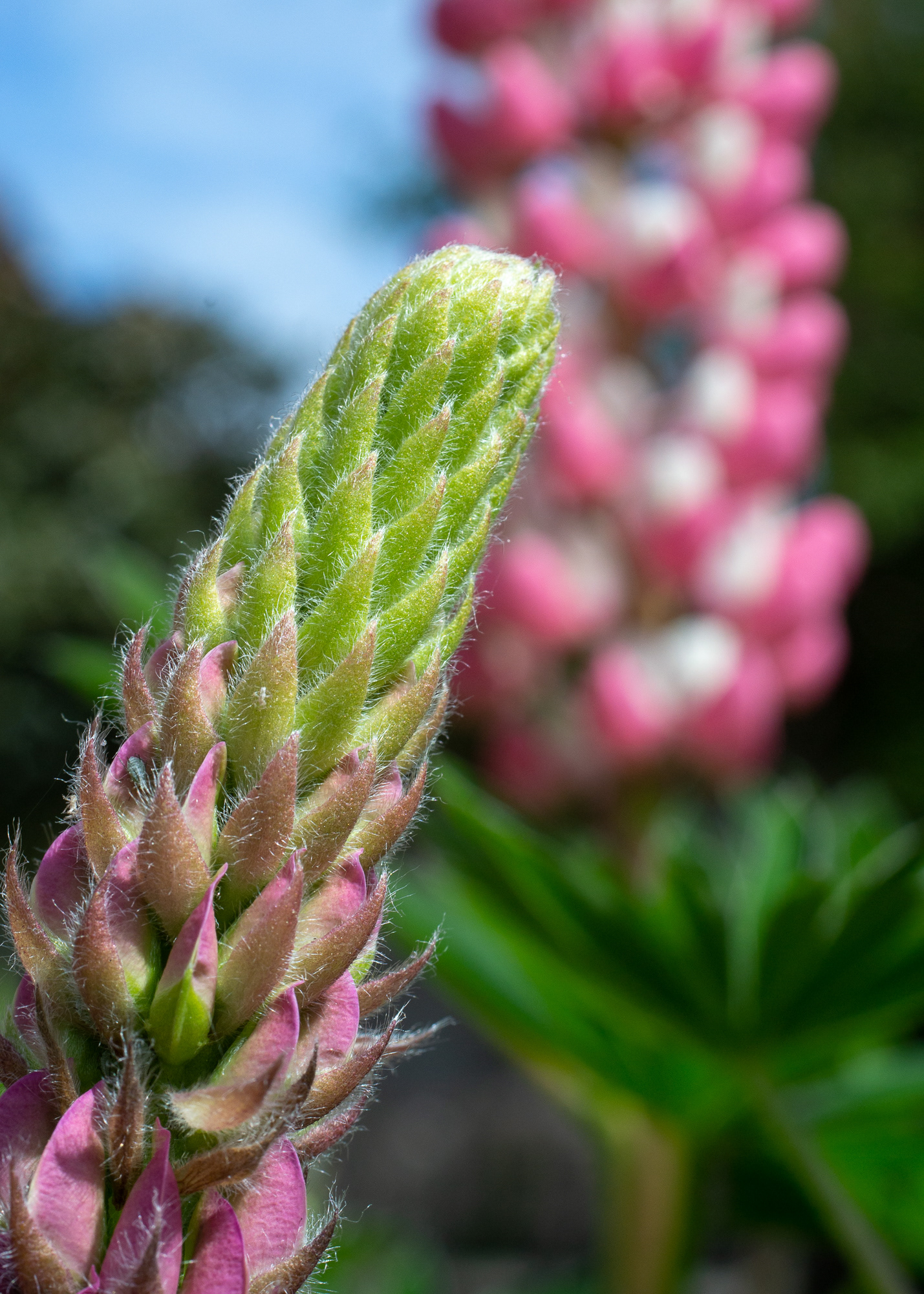 149/365 Macro Lupin.