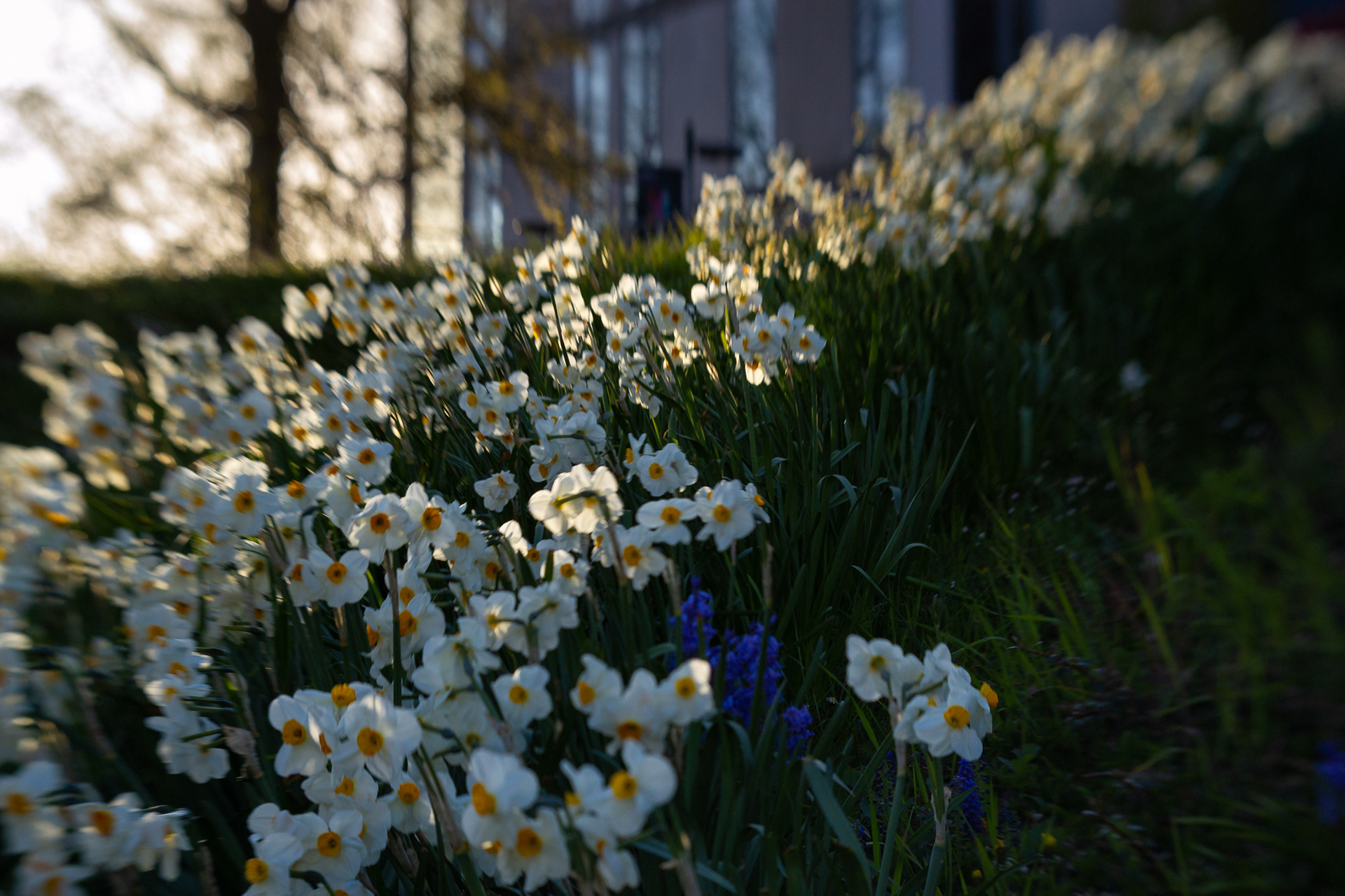 112/365 More tiltshifting... Daffs this time.