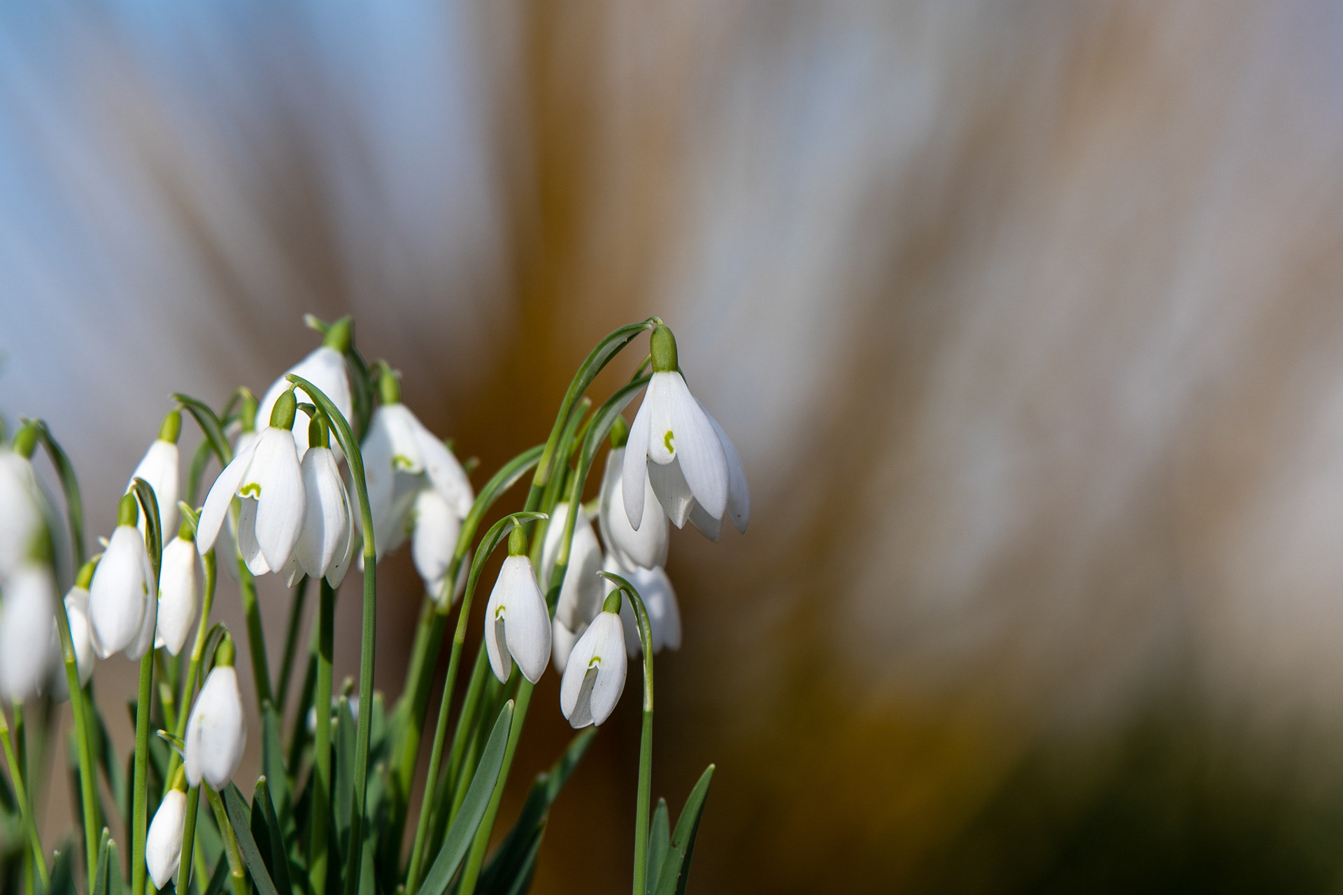 38/365 A beautiful walk at Hilliers, checking out the new snowdrops.