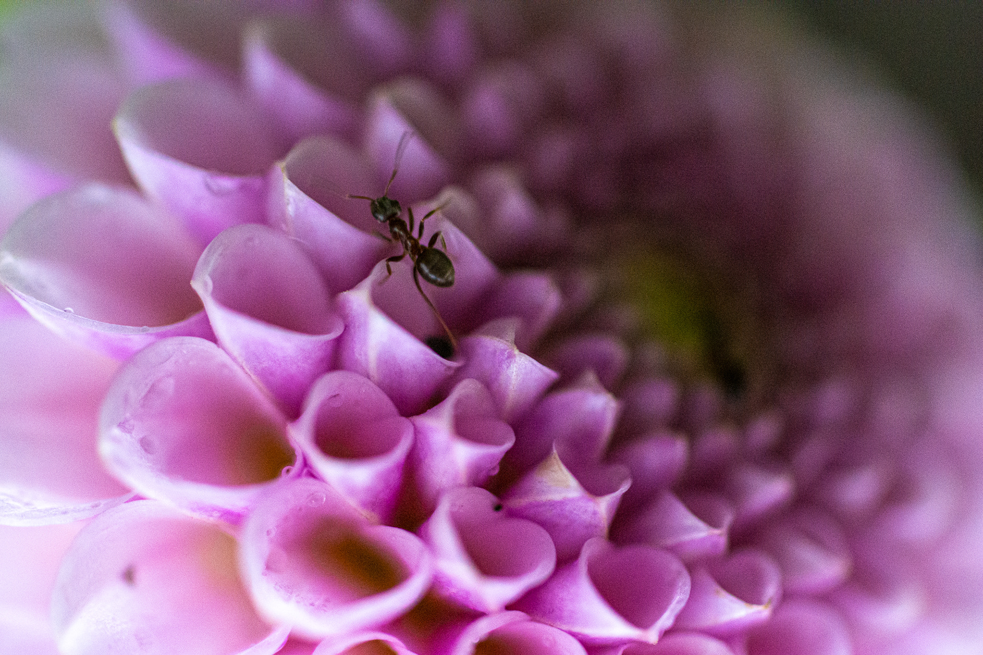 179/365 Ant on a Dahlia.