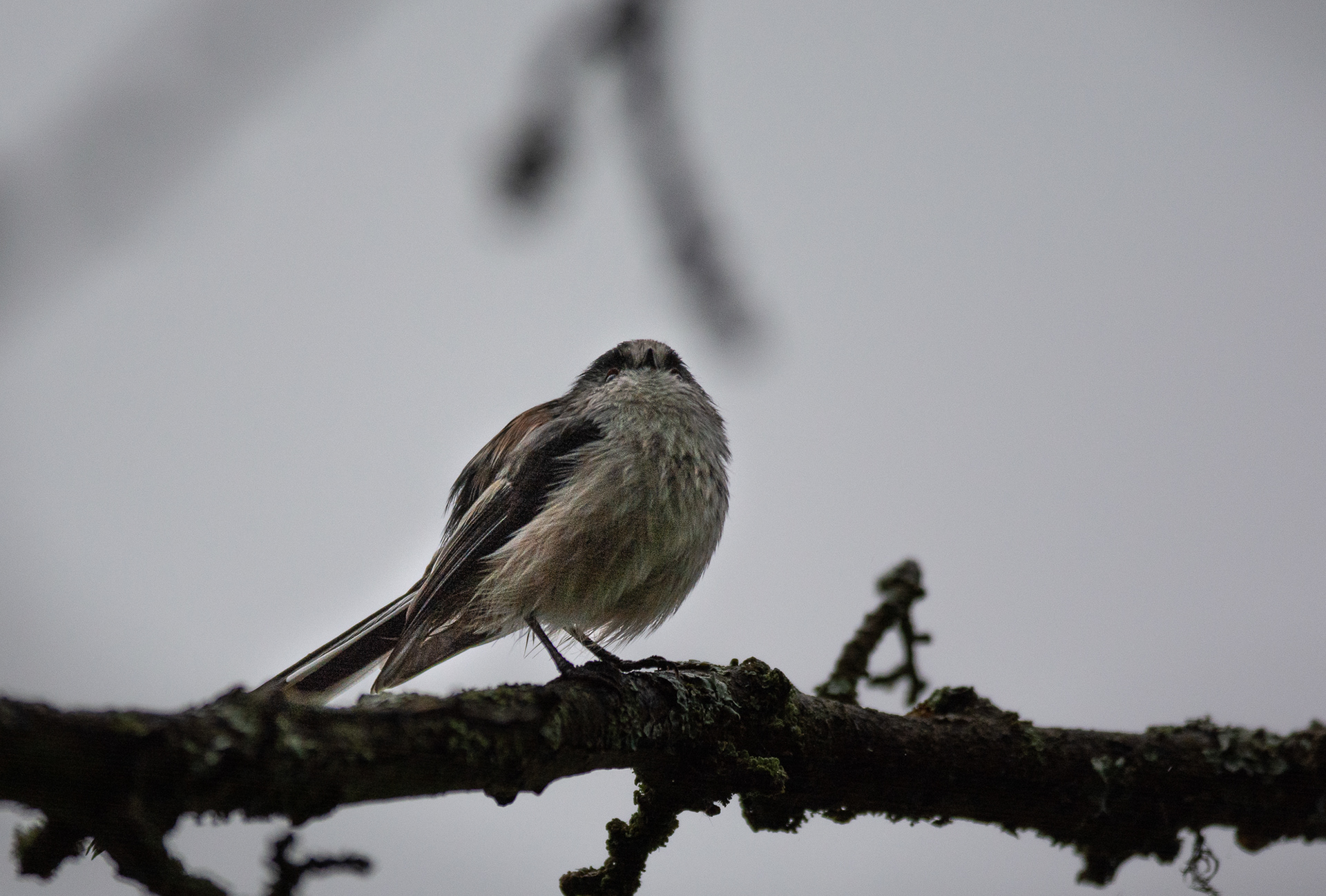 253/365 Long tailed tit.