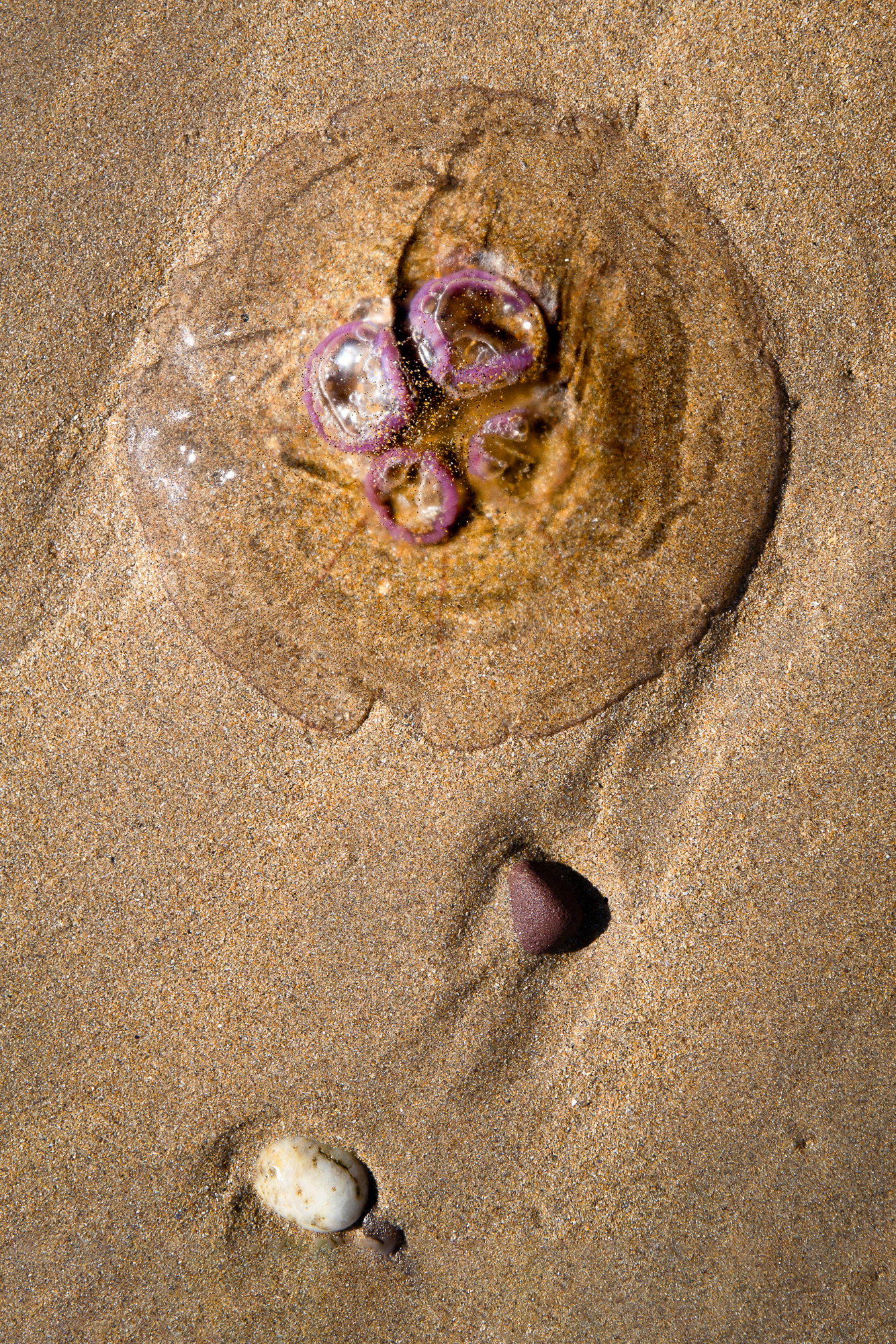 173/365 Jellyfish.