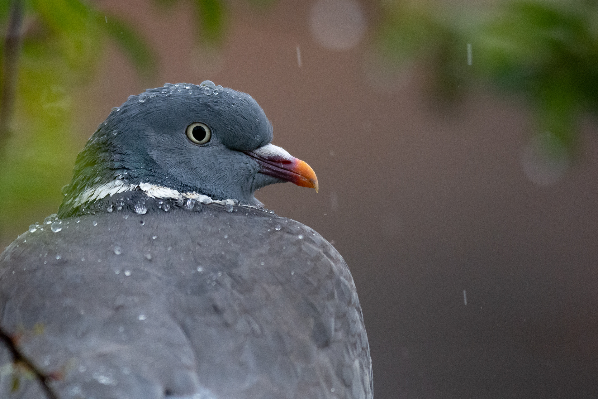 120/365 Soggy Pidge.