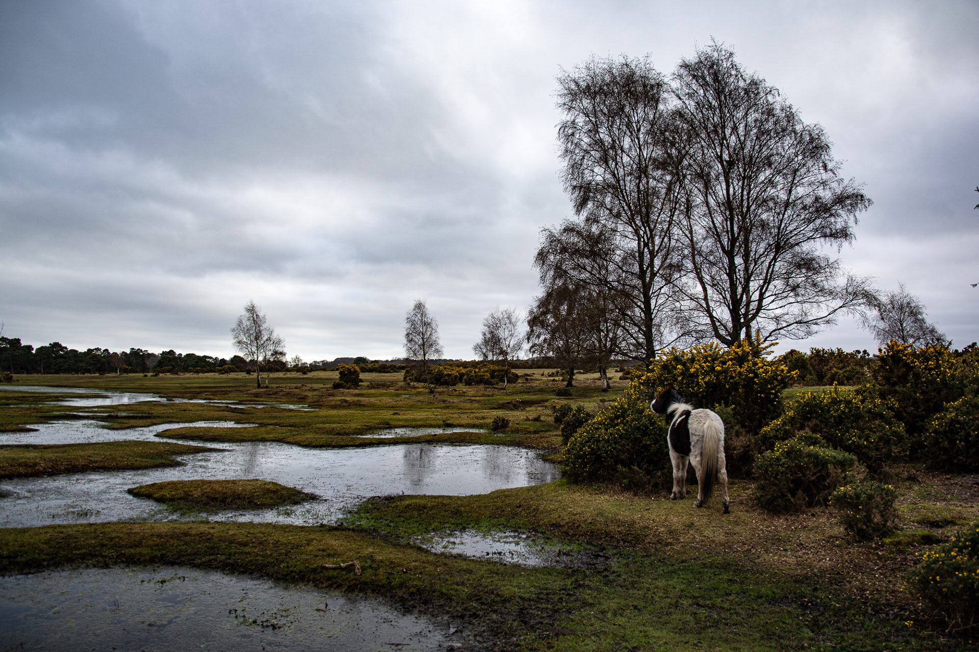 87/365 Canada. This is a place in the New Forest called Canada. I've laughed at the signs before, but never visited!