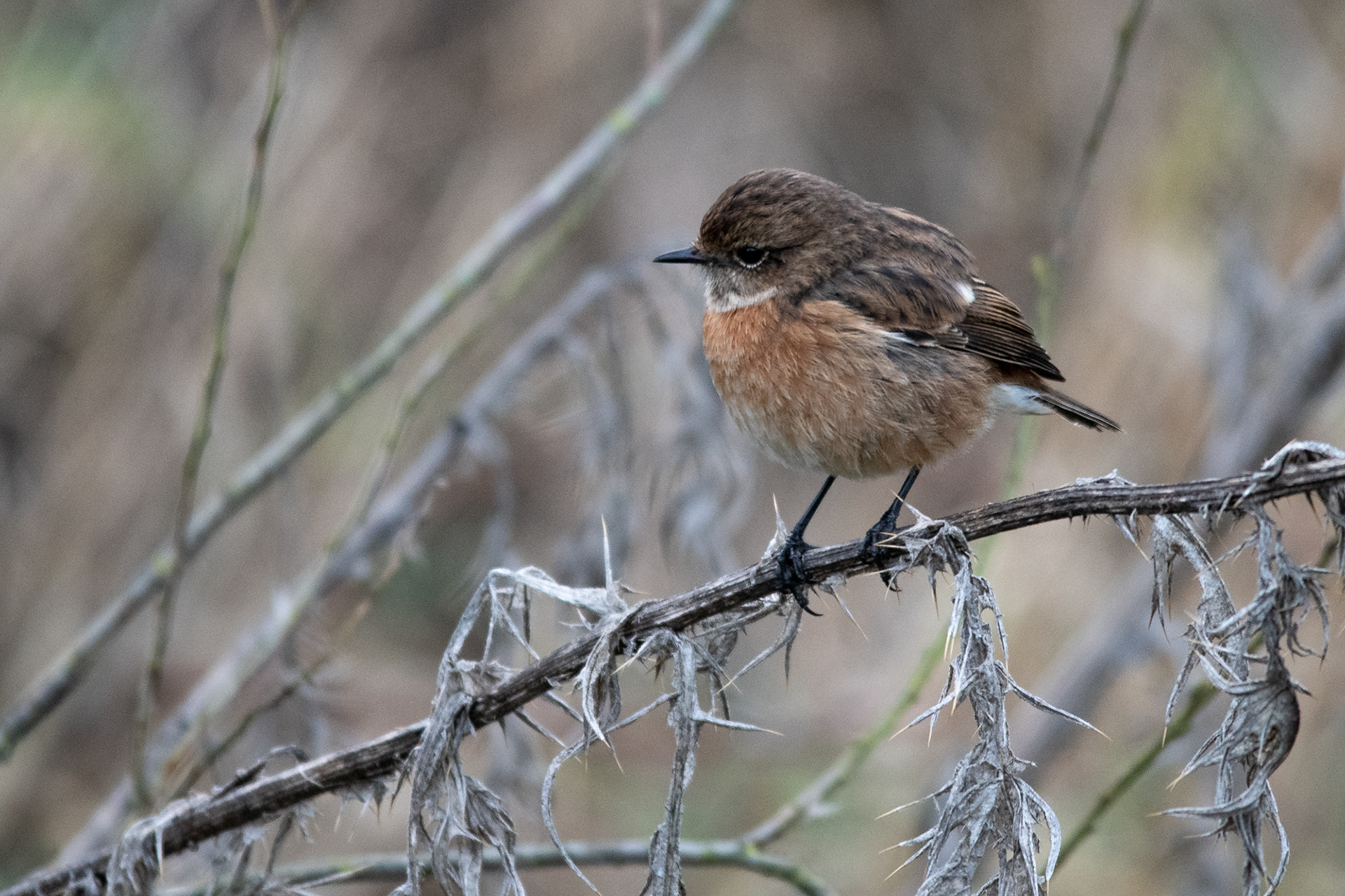 7/365 Stonechat. Had a quick wander to the nature reserve and spotted this little stonechat in the fading light.