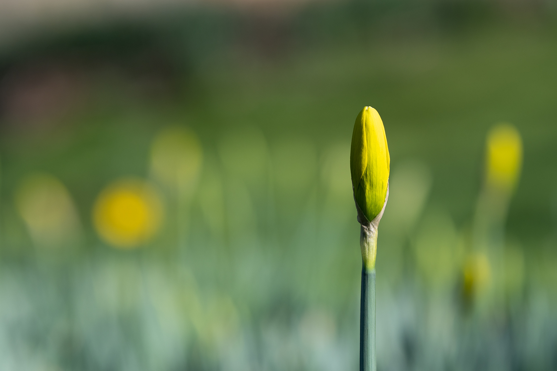 58/365 Daffodil buds preparing for Spring - bring.it.on.