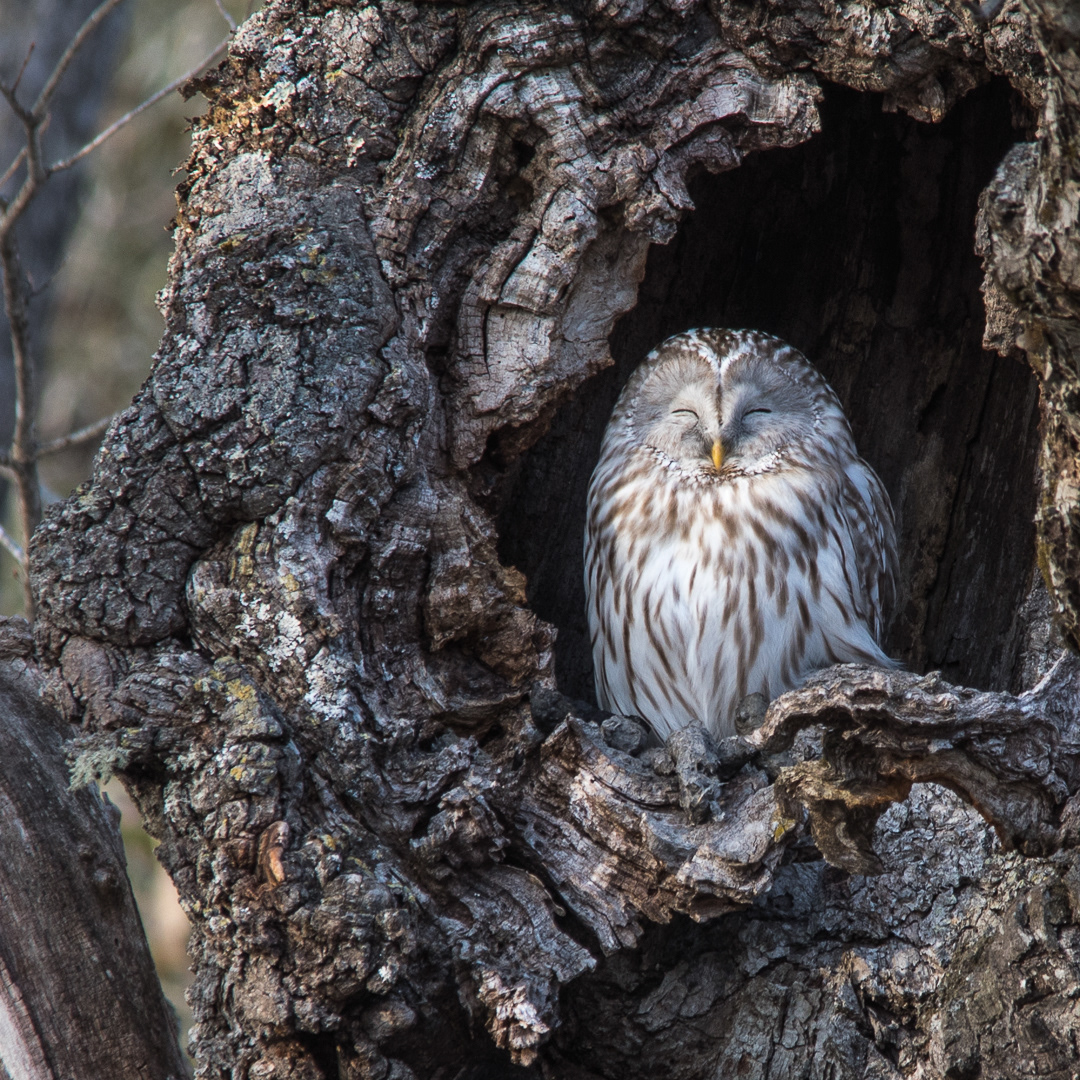 Got a tip off from a local photographer and found this beautiful owl chilling in the tree. Lovely light and a magical moment.