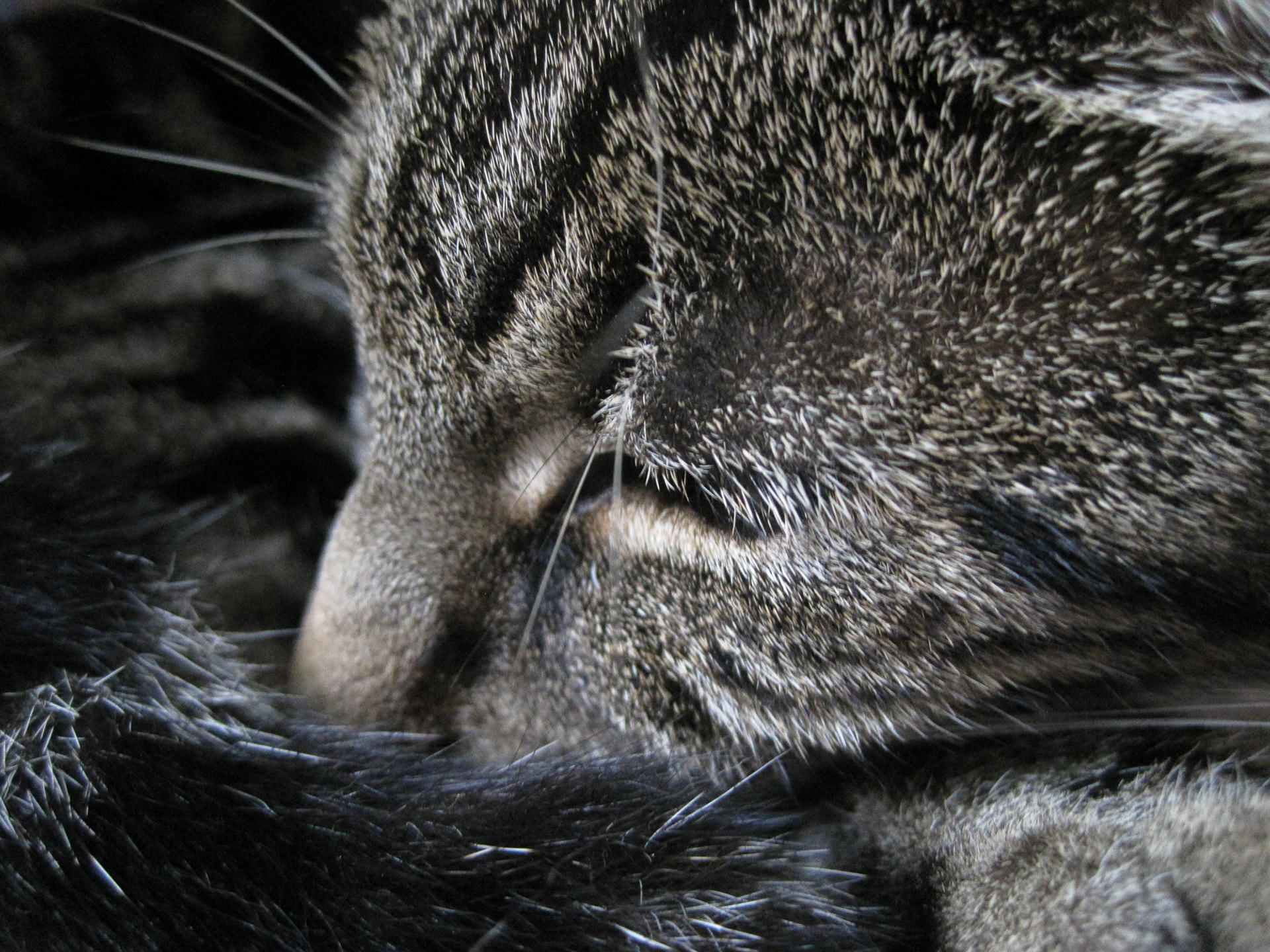 247/365 Sleeping Penny.
