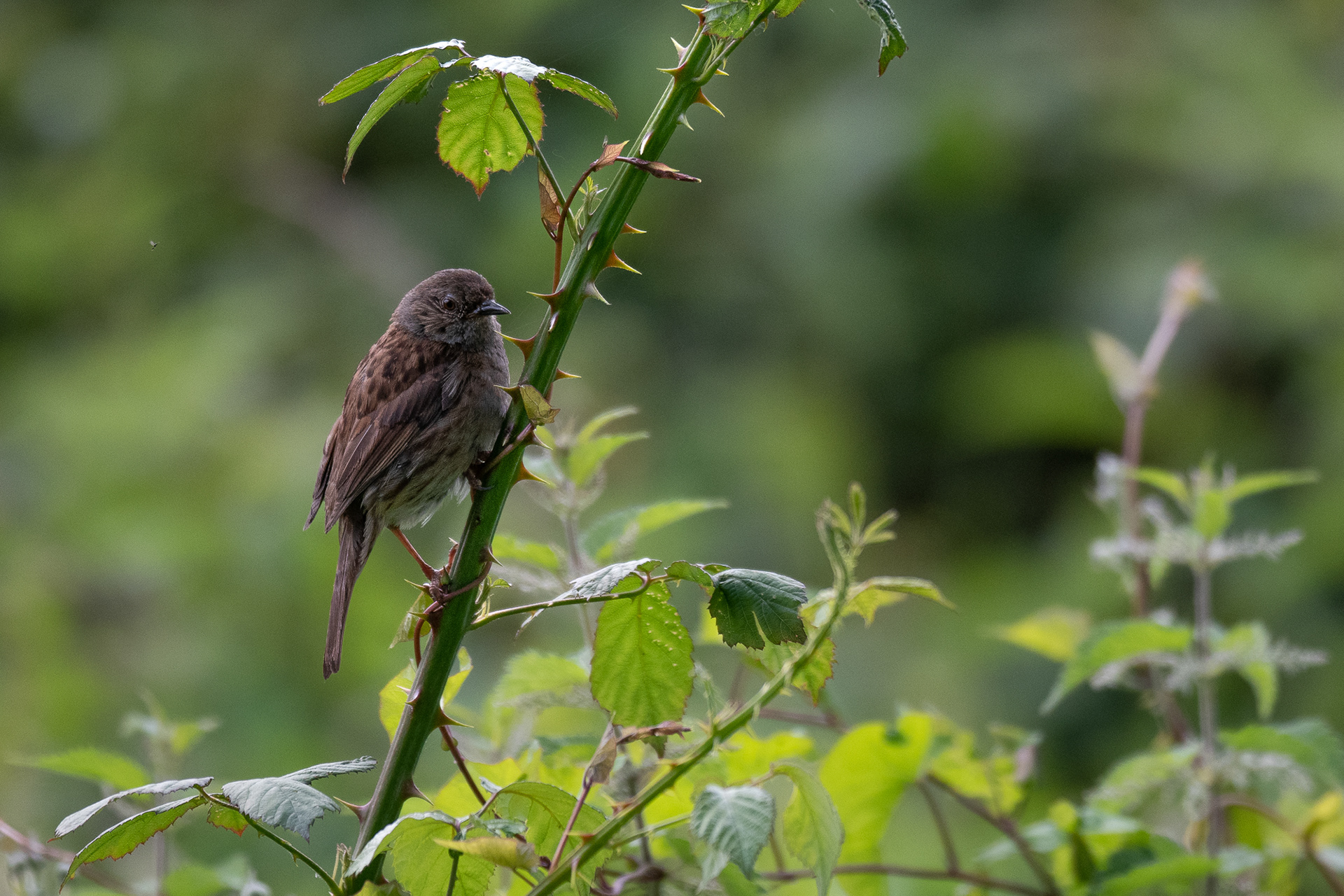 181. Bonus Dunnock
