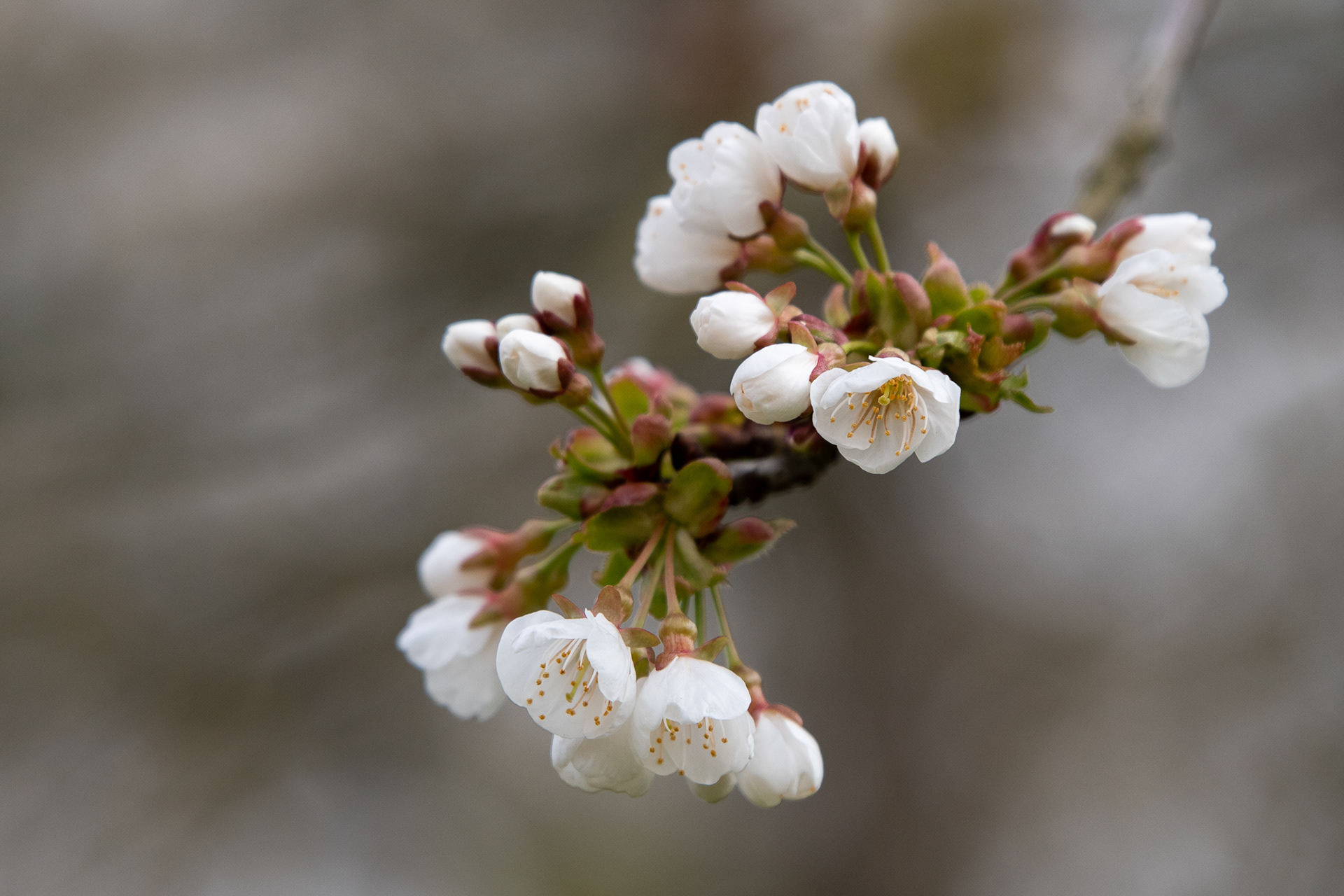 98/365 Blossom - again.