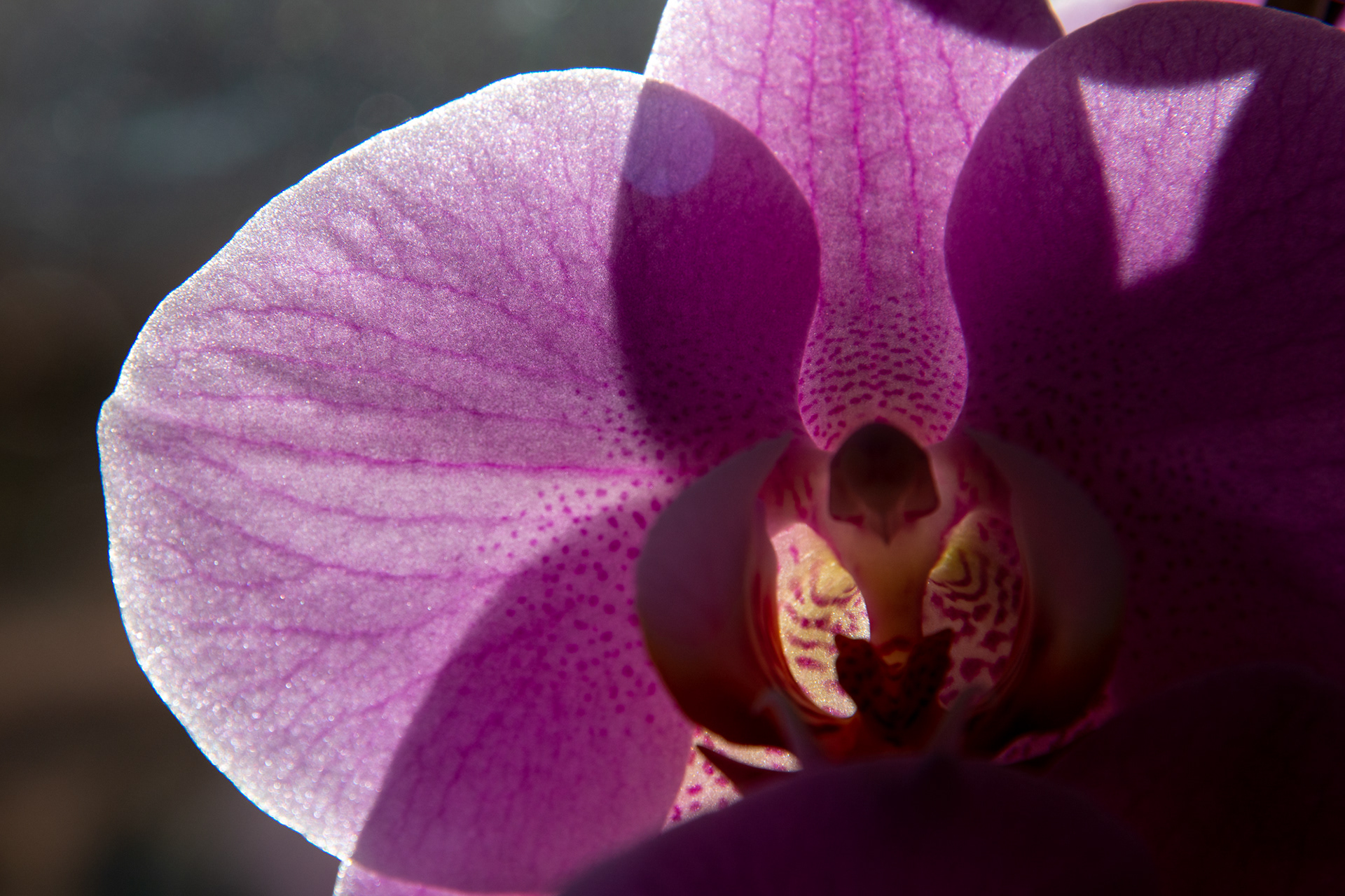 43/365 Orchid - one of those days!