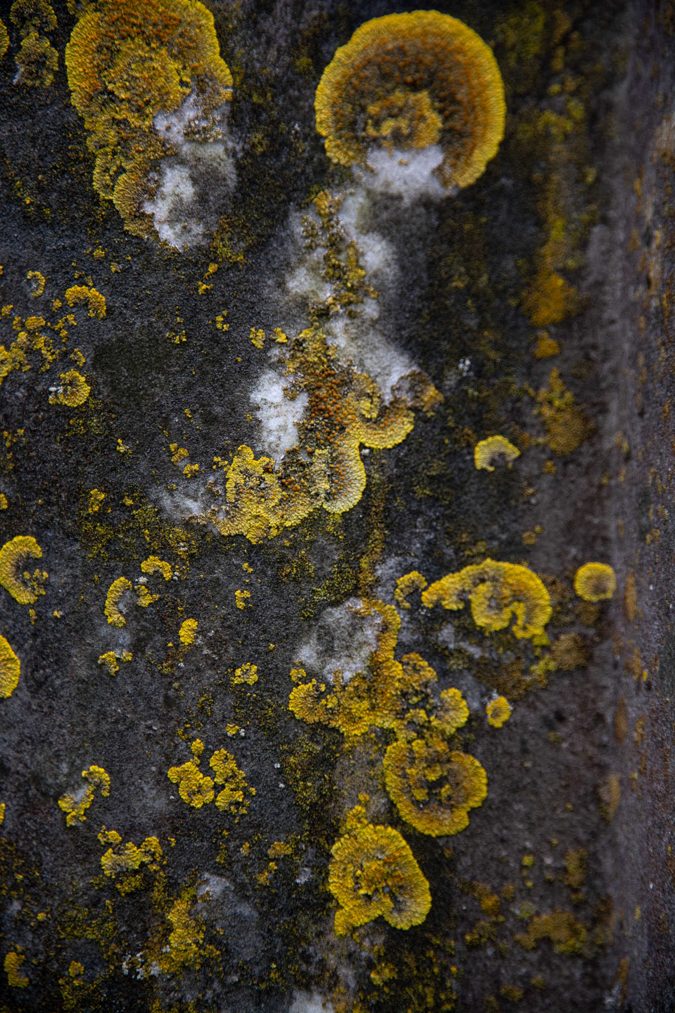 79/365 Gravestone lichen in Longstock.