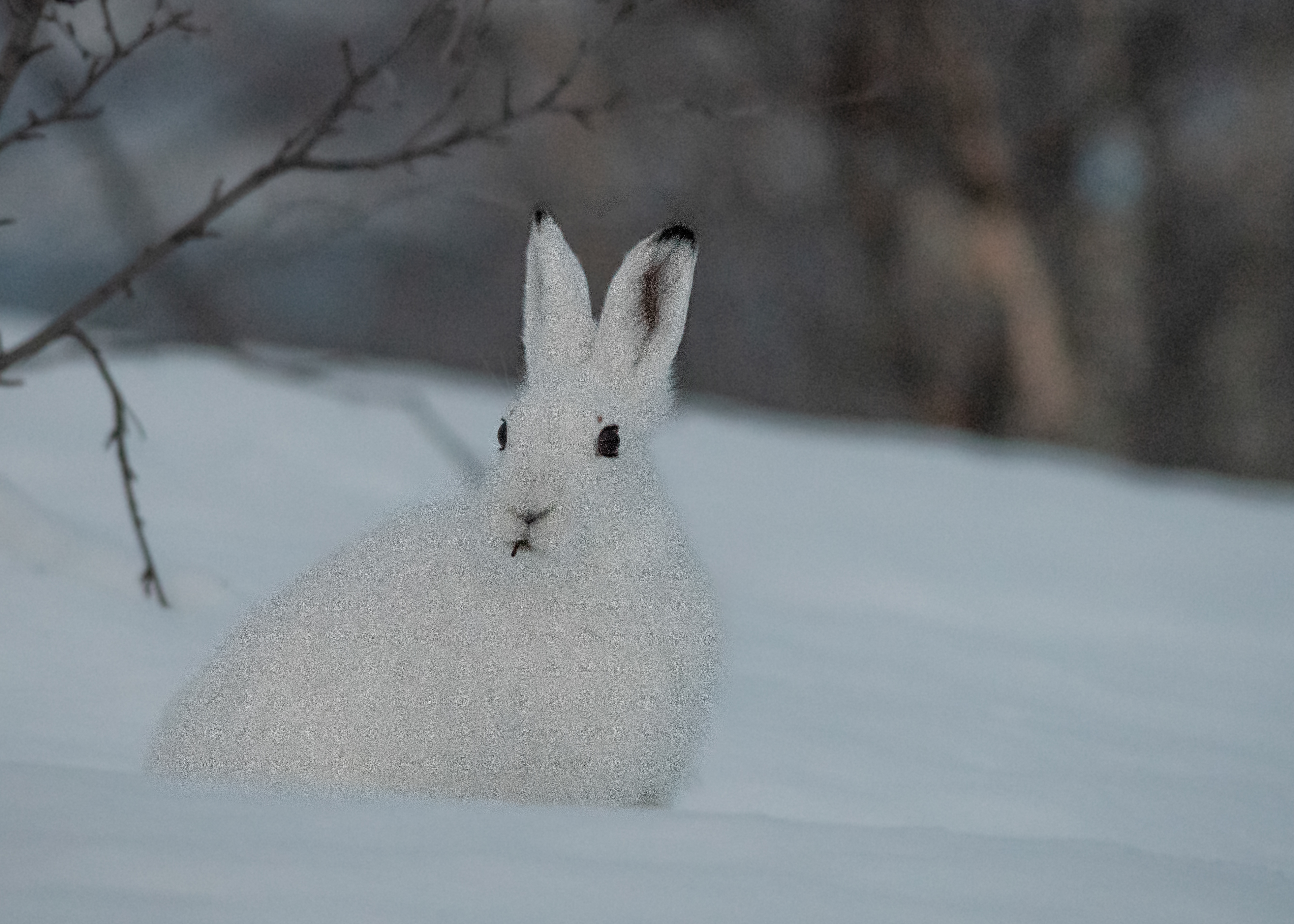 Snowshoeing in the North of Sweden, we were incredibly lucky to see this little guy. So sweet. Unforgettable moment.