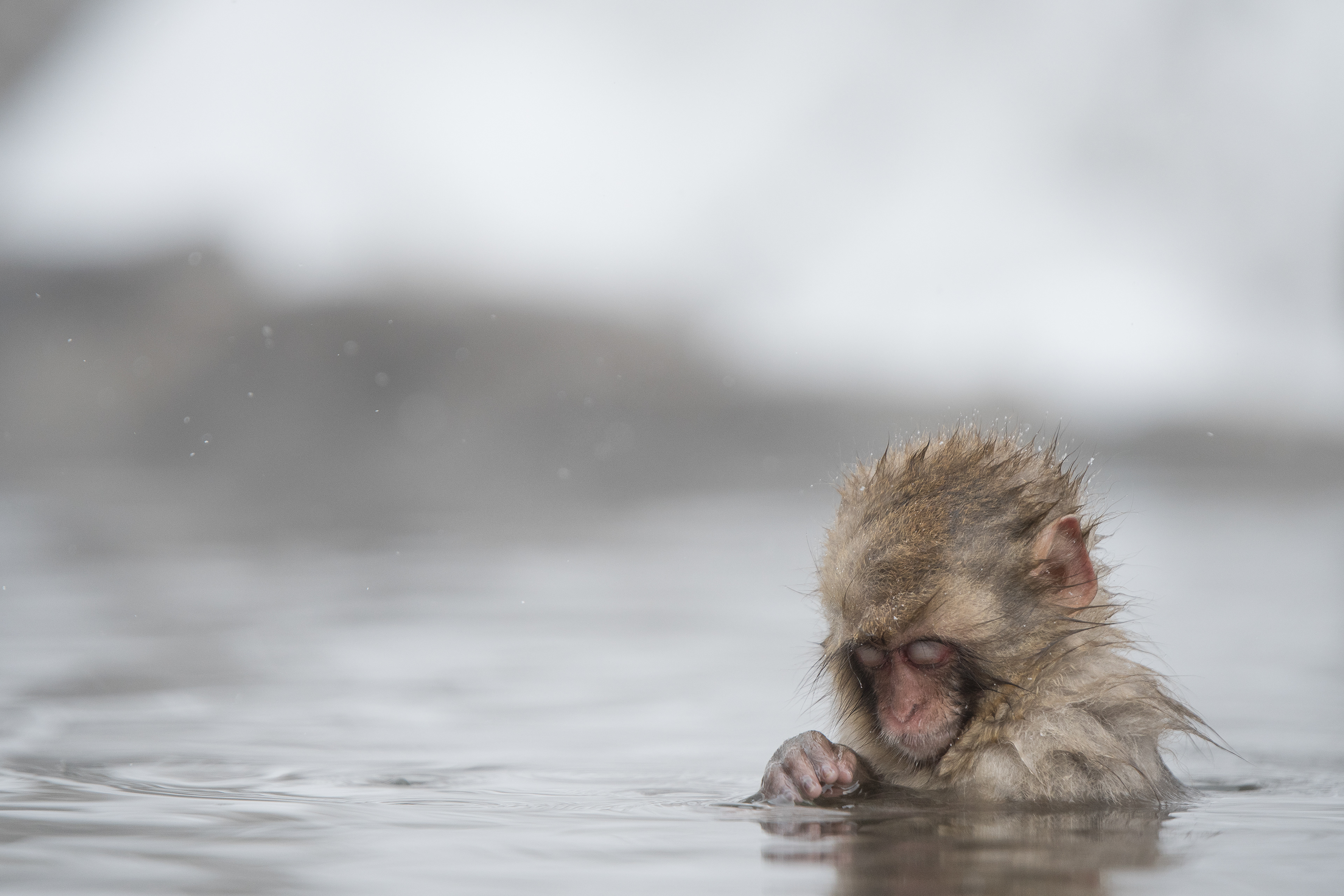 Spent many hours with the monkeys in the snow. So photogenic and human.