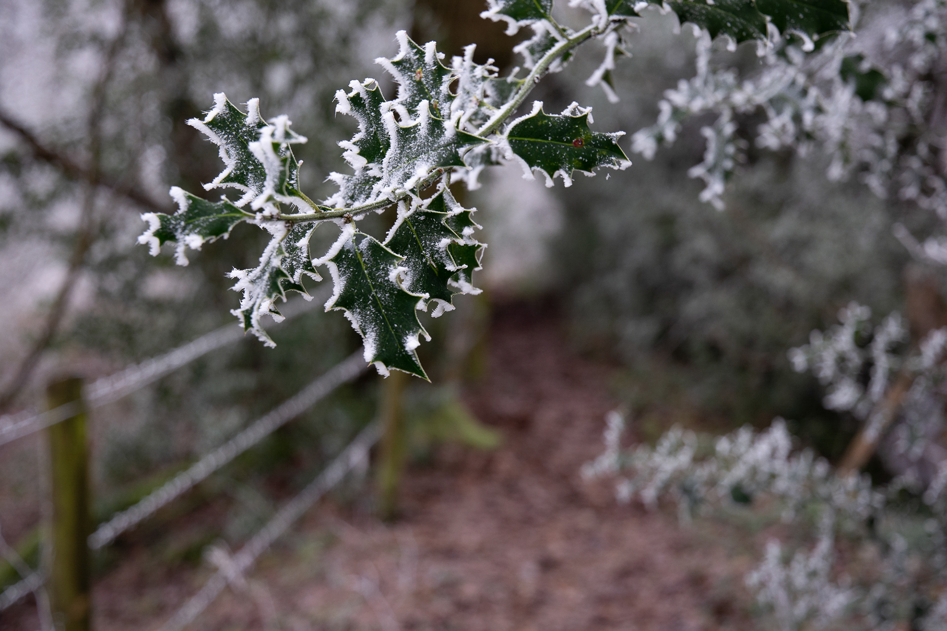 1/365 Went for a wonderful New Years Day walk and was greeted by a wonderful Haw Frost