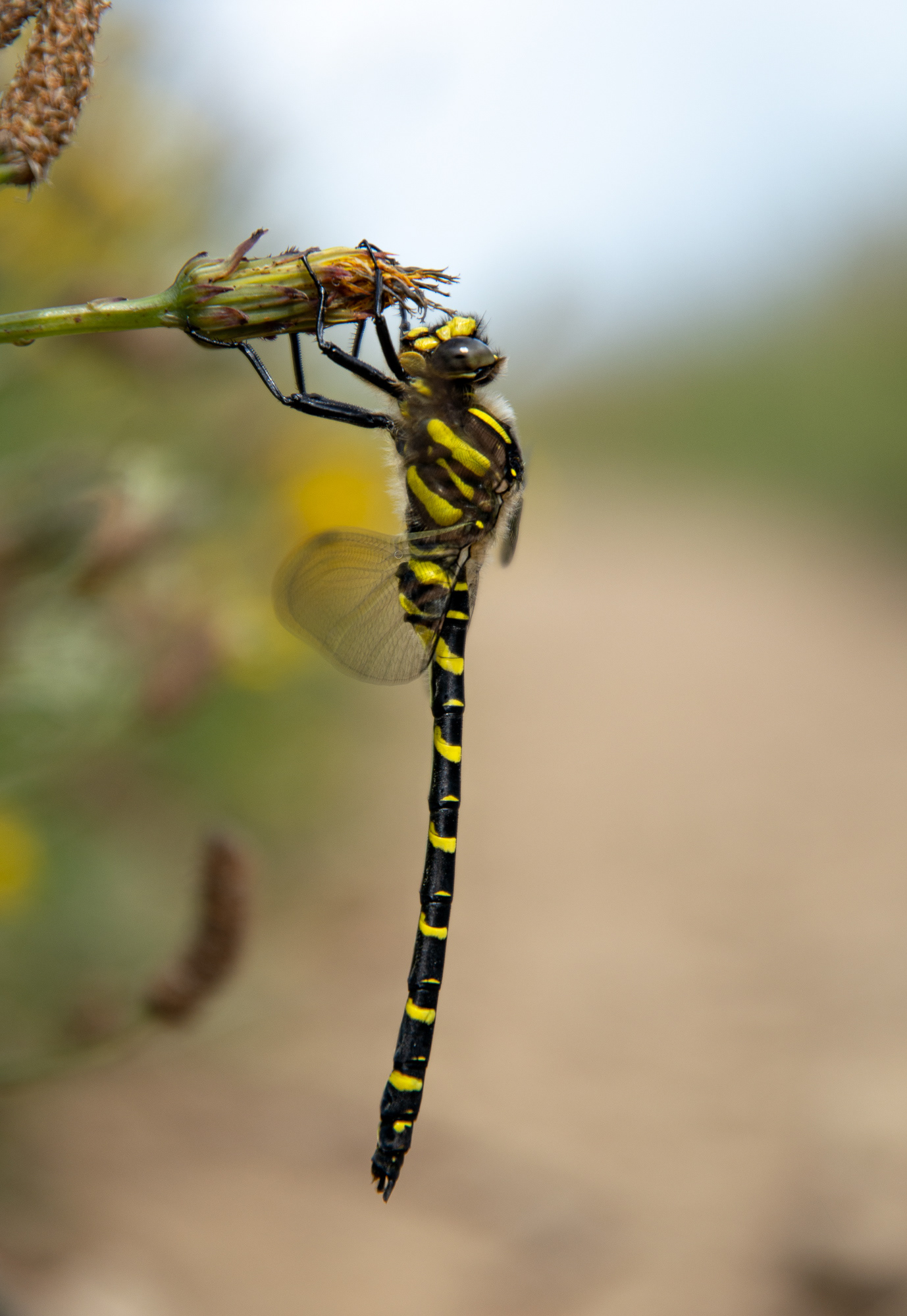 170/365 Dragonfly.