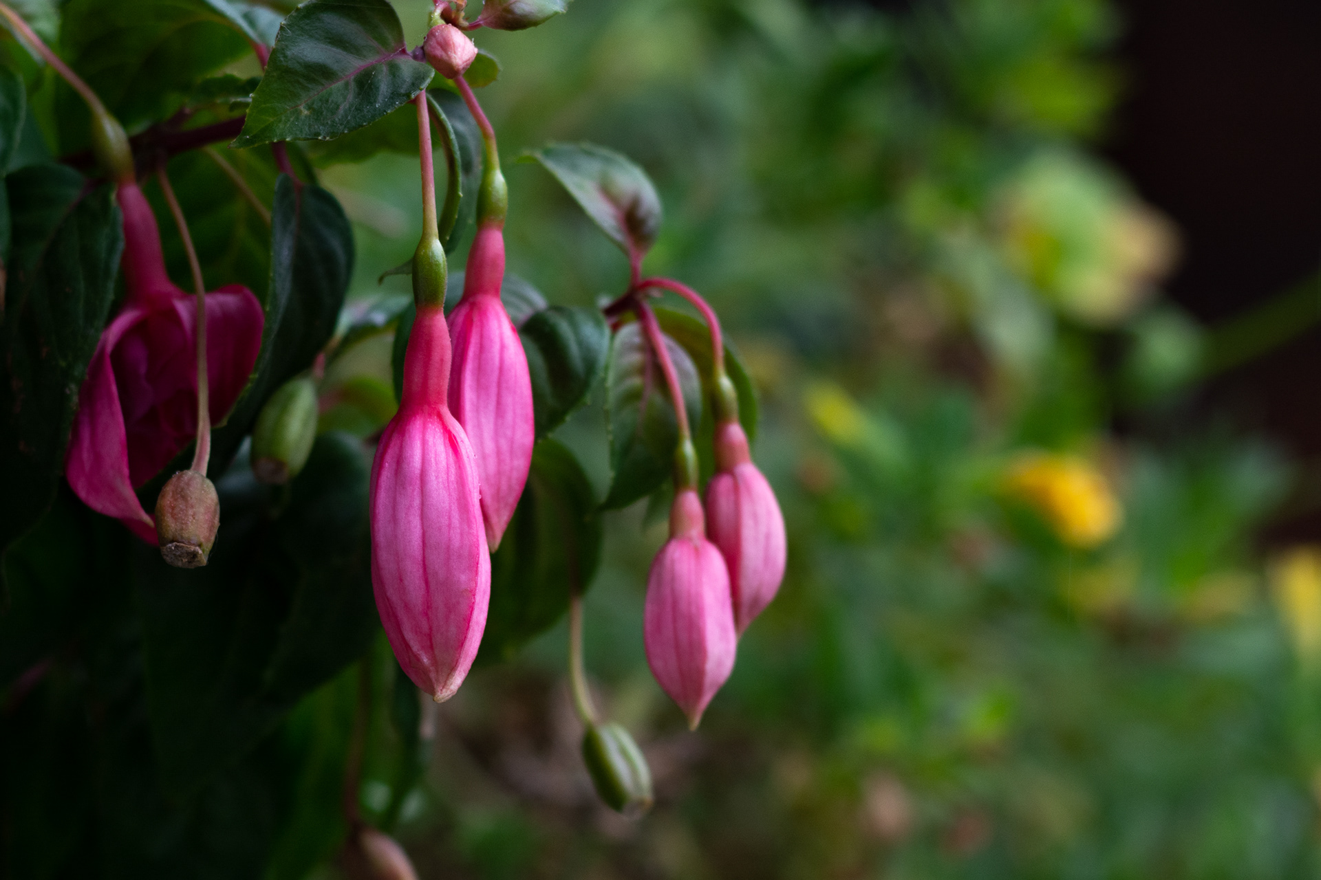 268/365 Fuschia.