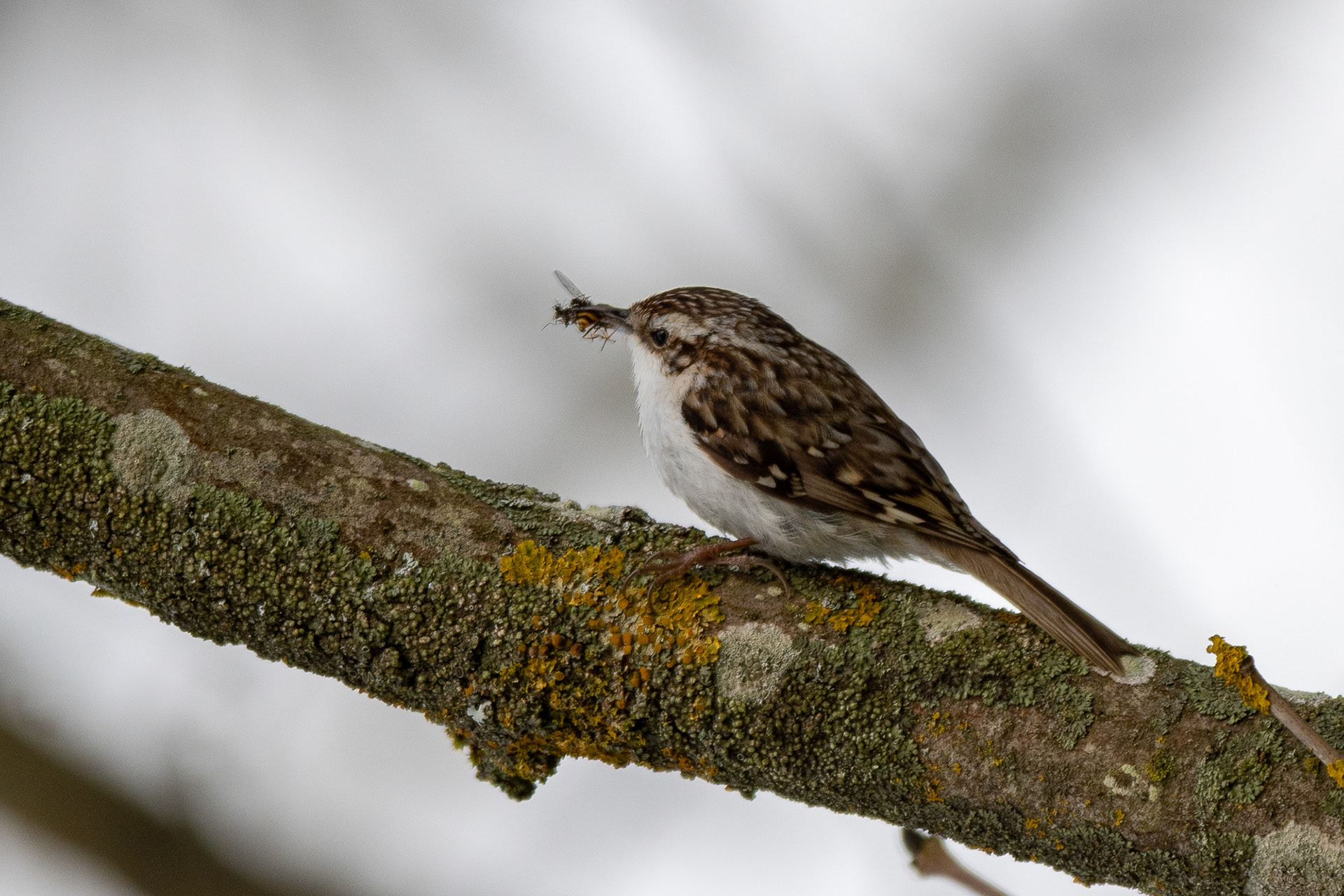 122. Bonus - Treecreeper