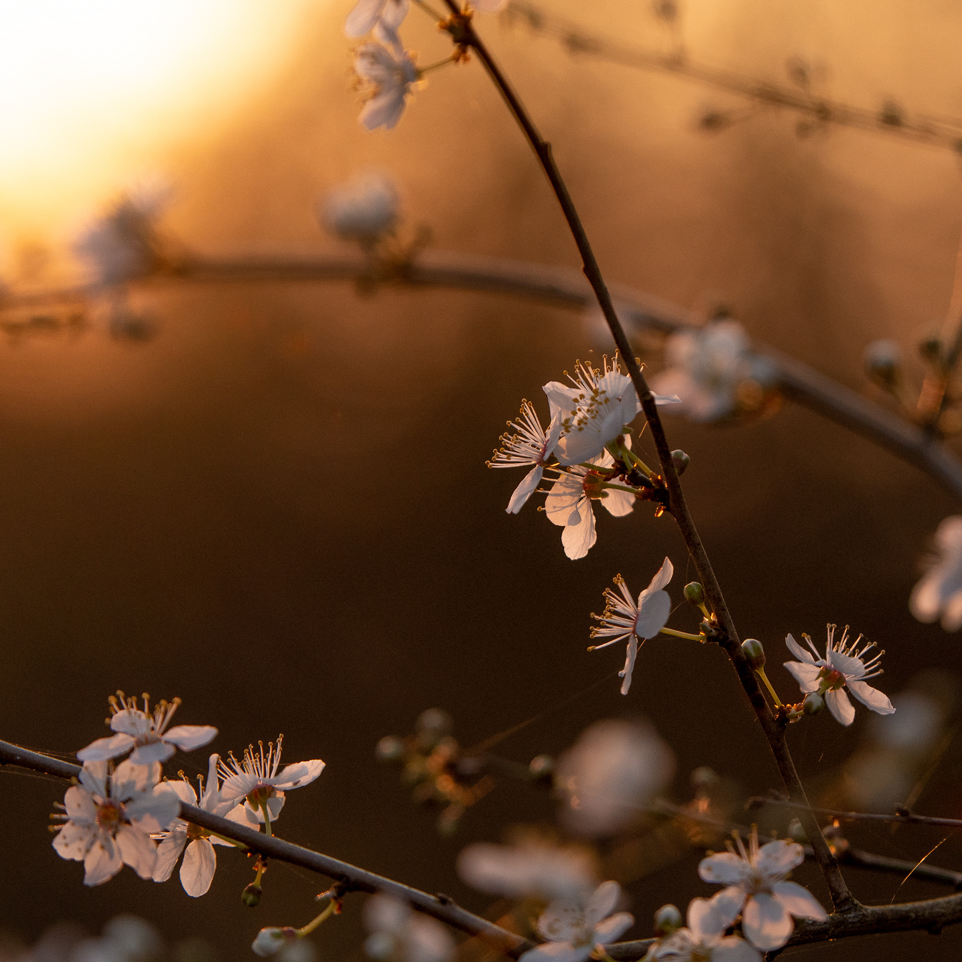 66/365 Blossom at sunset.