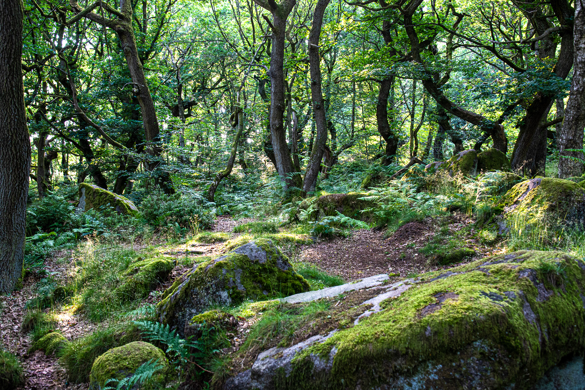 203/365 Enchanted forest.