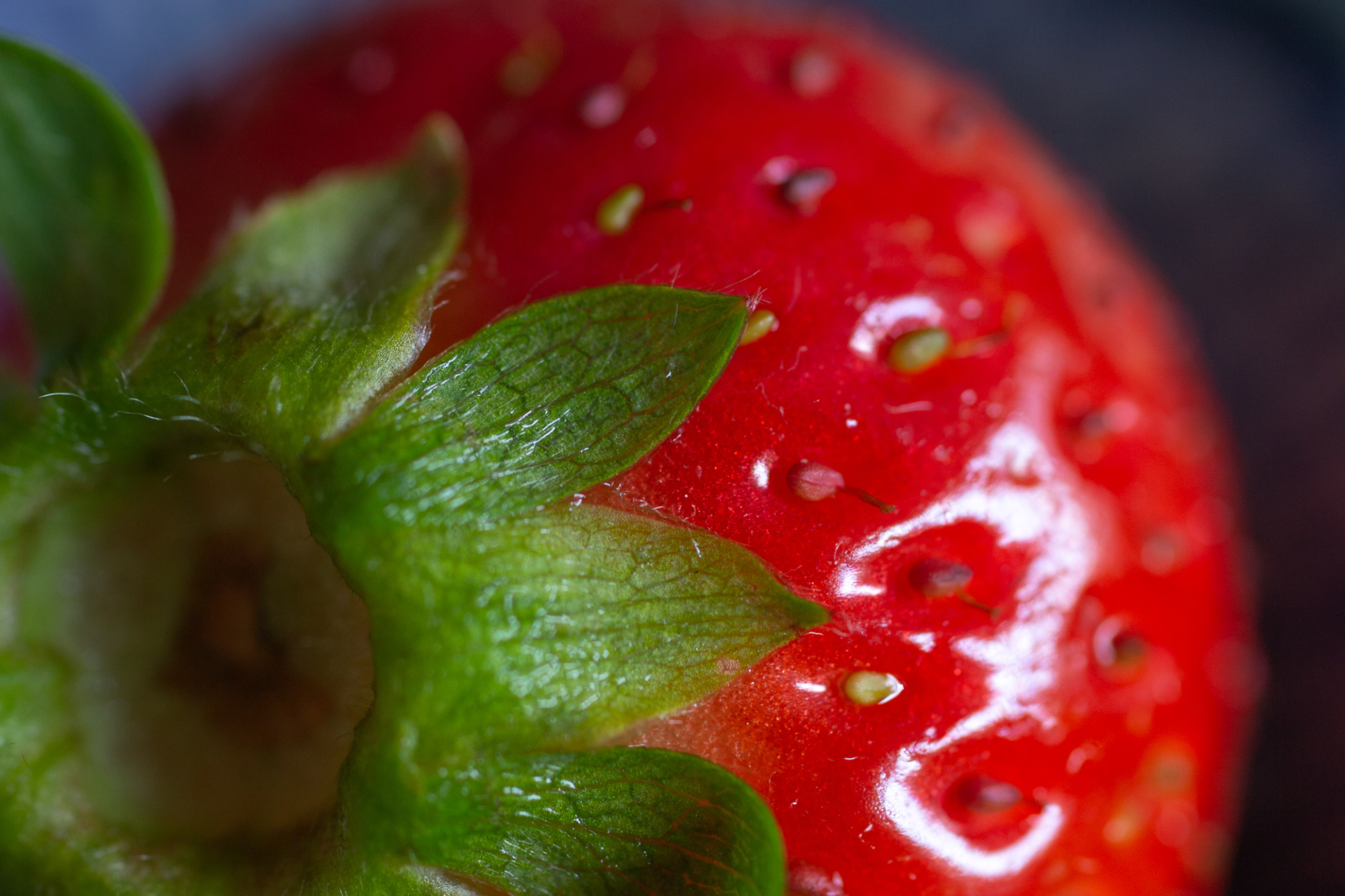 145/365 Macro Strawb.