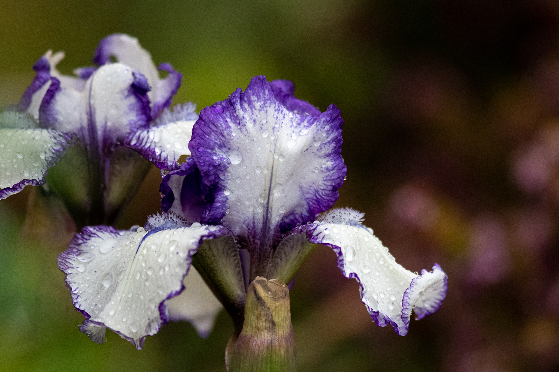 138/365 Soggy purple iris.