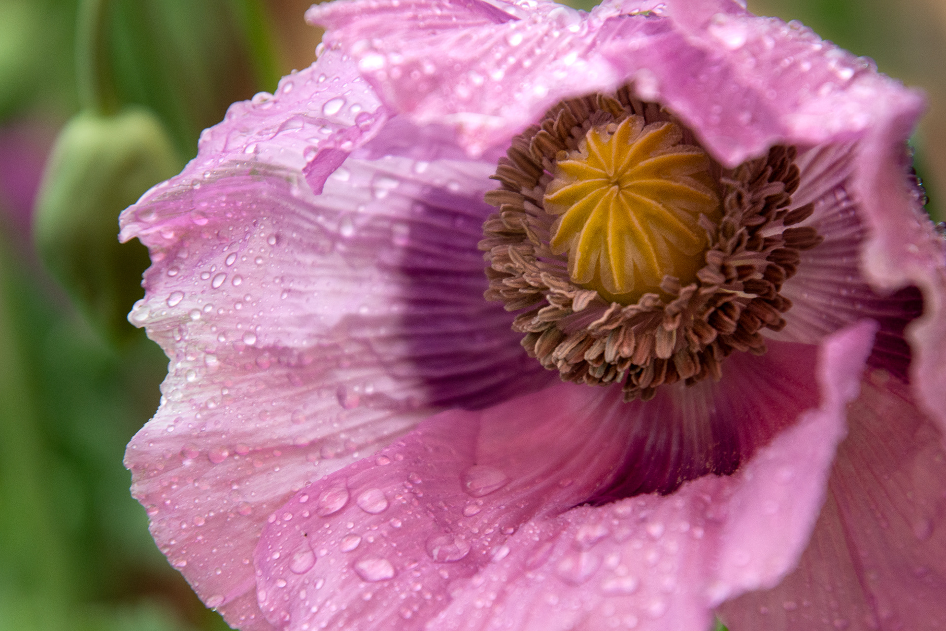 169/365 Soggy Poppy