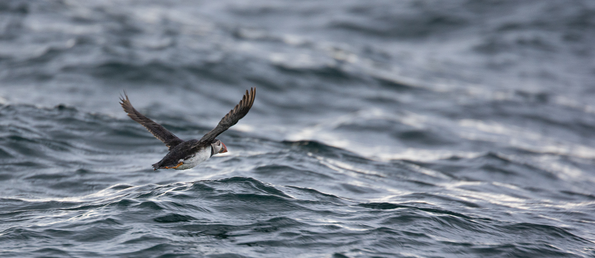 171/365 Puffin adventure.
