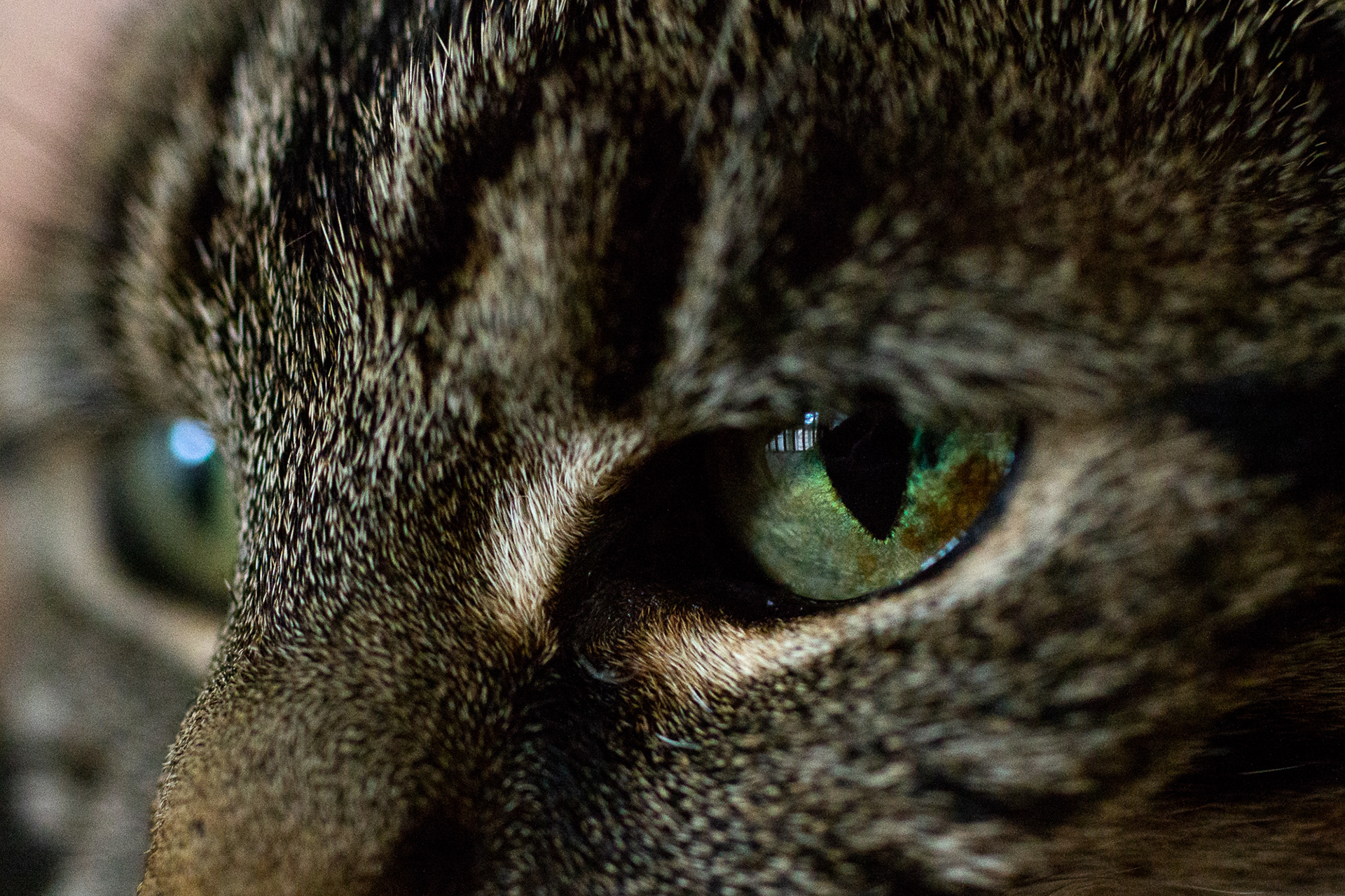 132/365 Eye of the tiger.