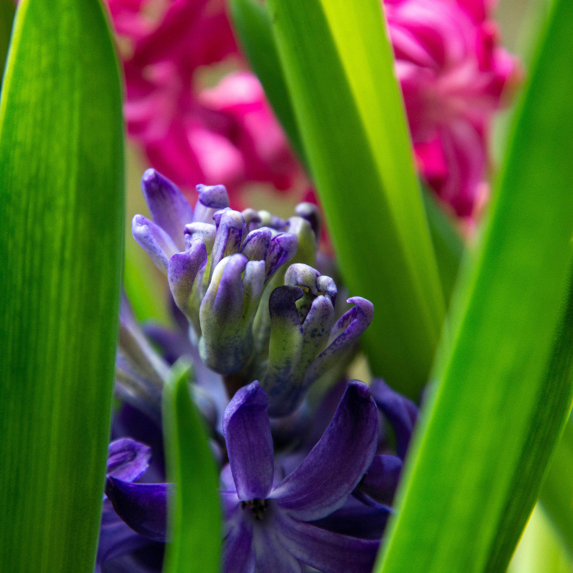 21/365 Hyacinths. Mumma G kindly got me some hyacinths to brighten the place up in the gloominess of January :-)