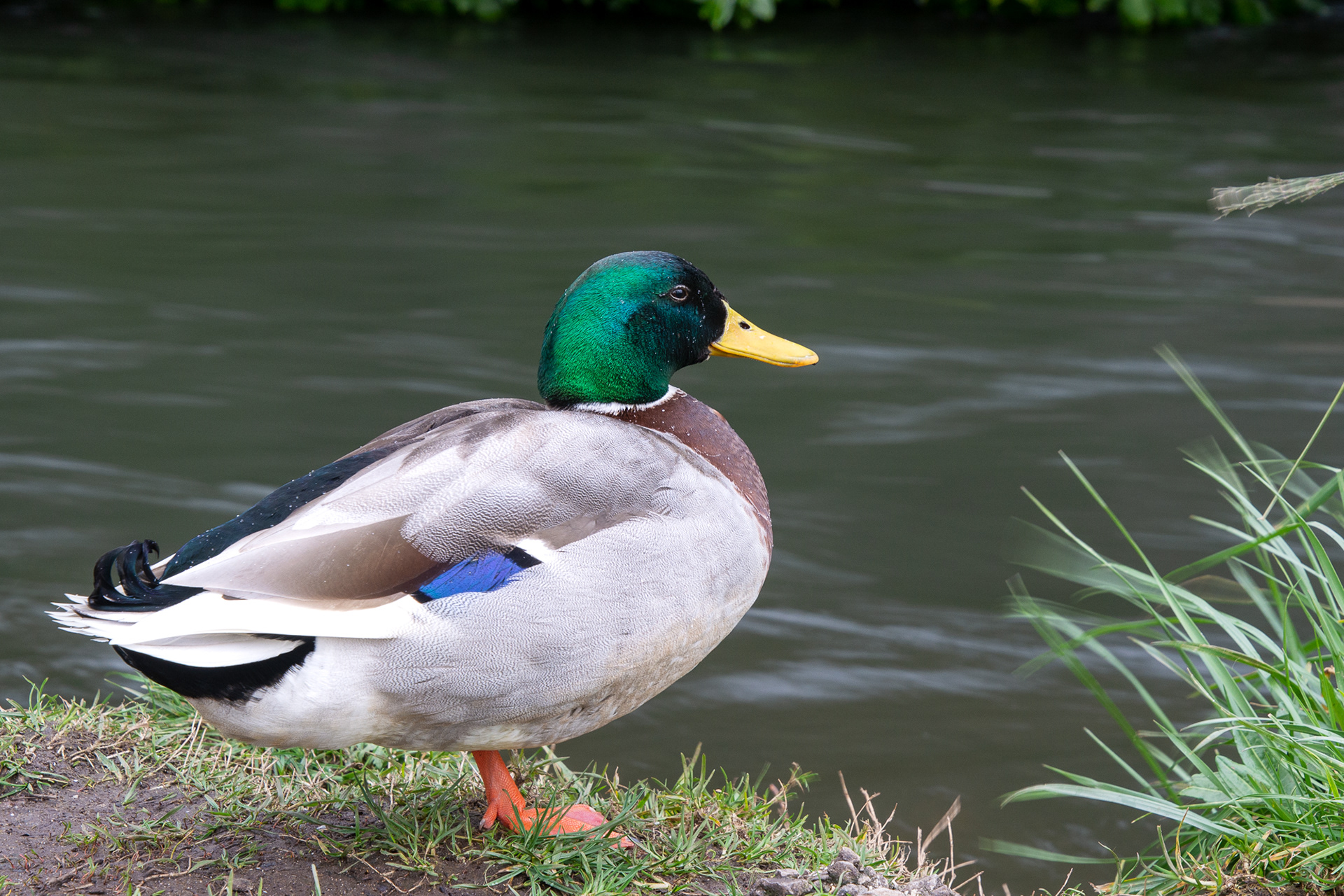 71/365 Duck watching the river.