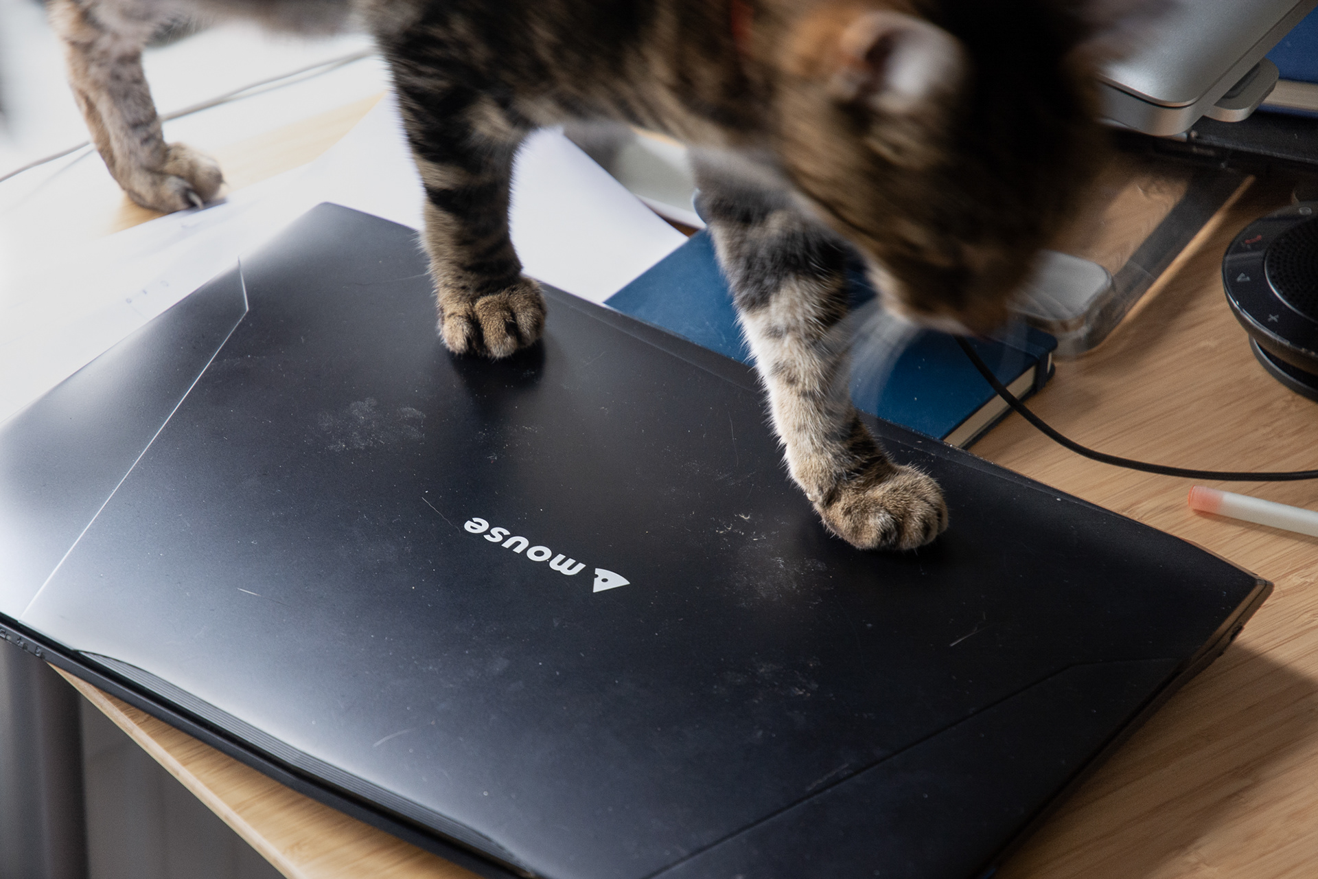 48/365 A game of cat and mouse