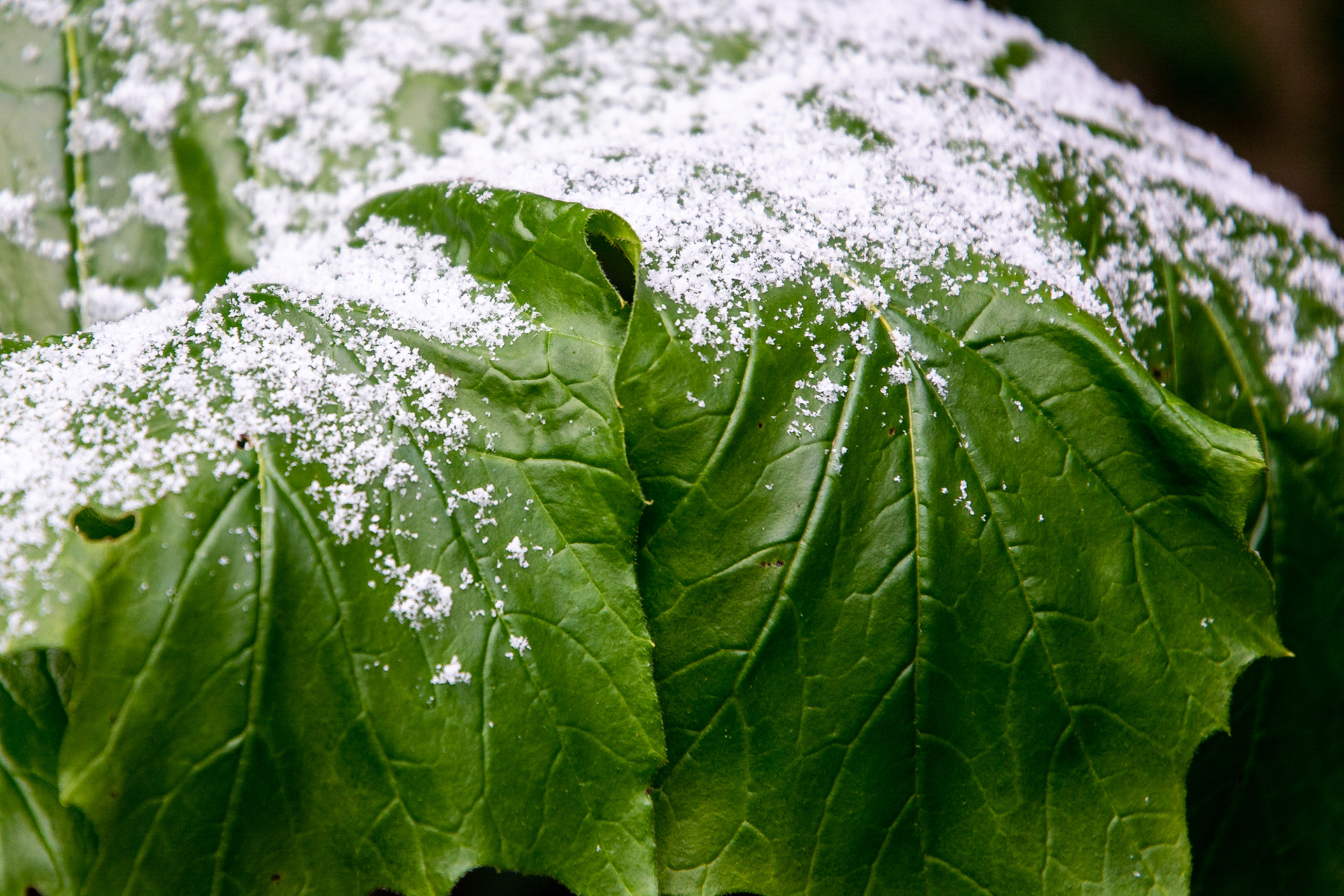 39/365 Wilting leaf - there were some tiny little snowflakes in there, must get a macro lens and have a go!