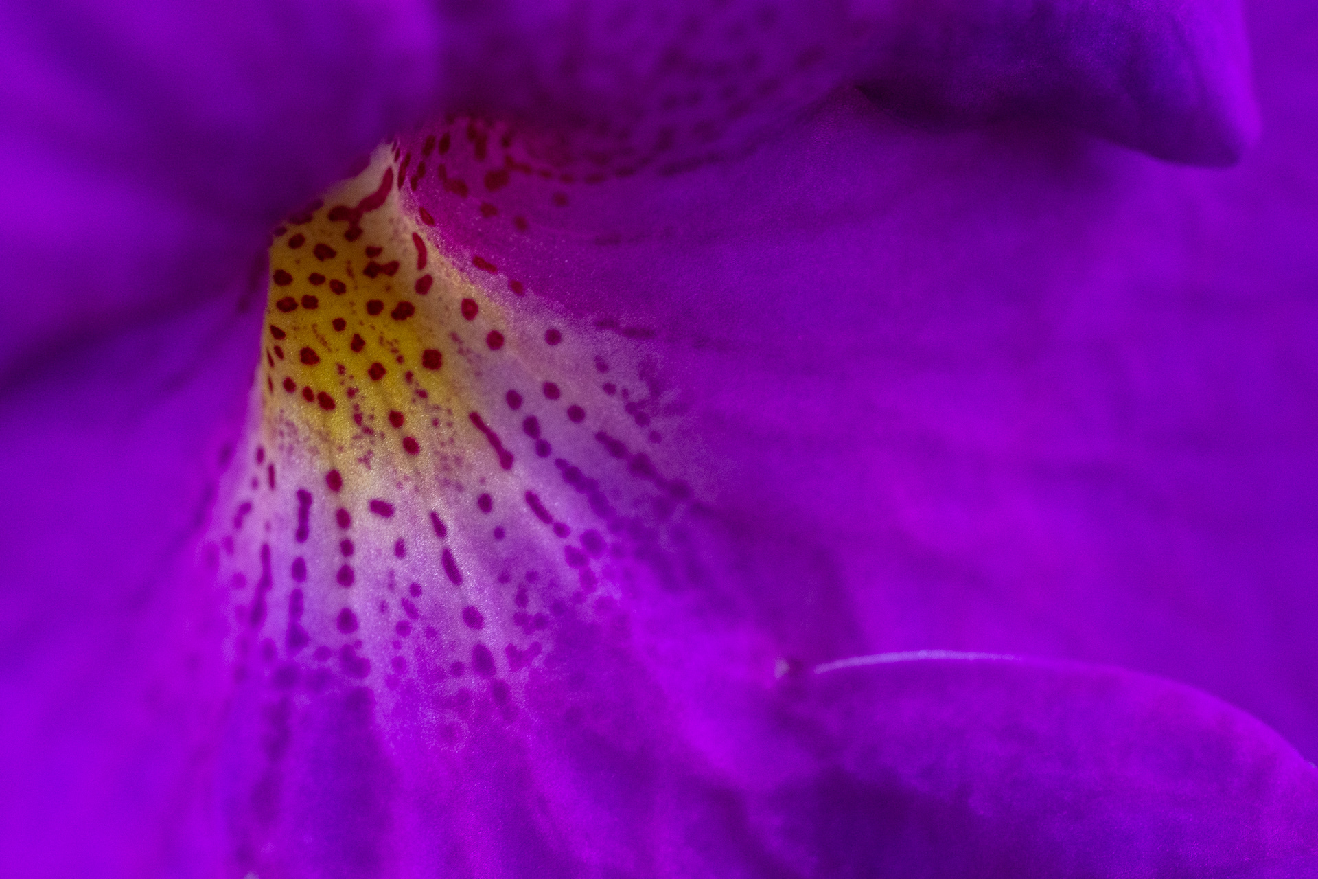 184/365 Purple flower.