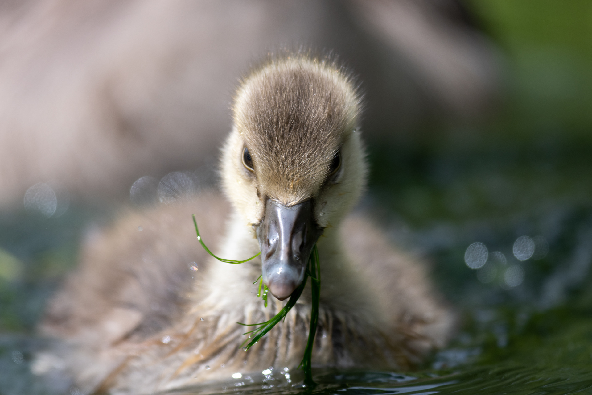 135/365 Greylag gosling