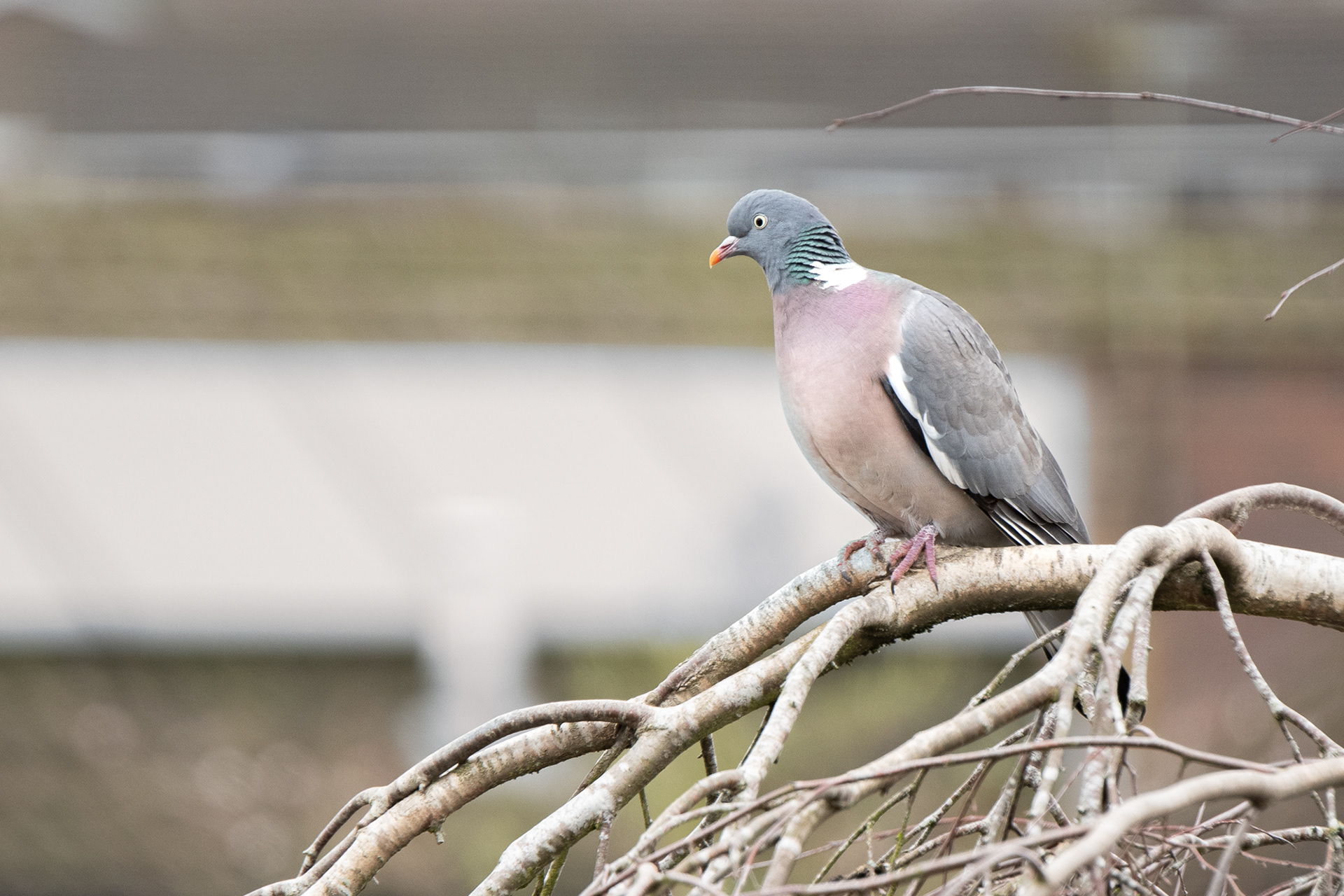 63/365 Pigeon - this guy is often outside my window and I grab him as a banker, but despite the dodgy solar panel this was the day I failed to beat it!