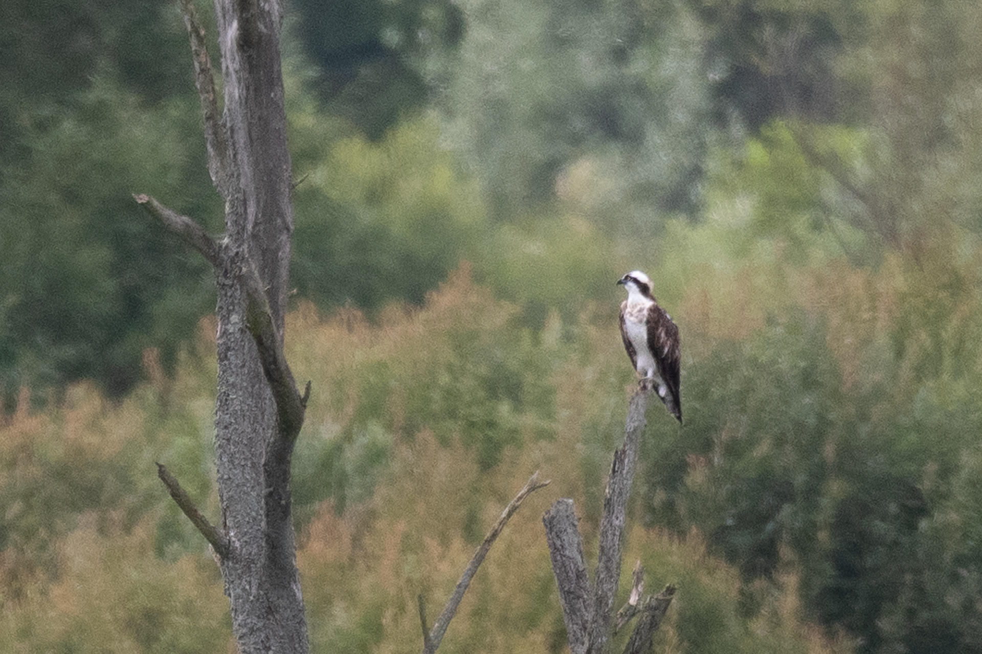 208/365 Osprey at Fishlake - very exciting!